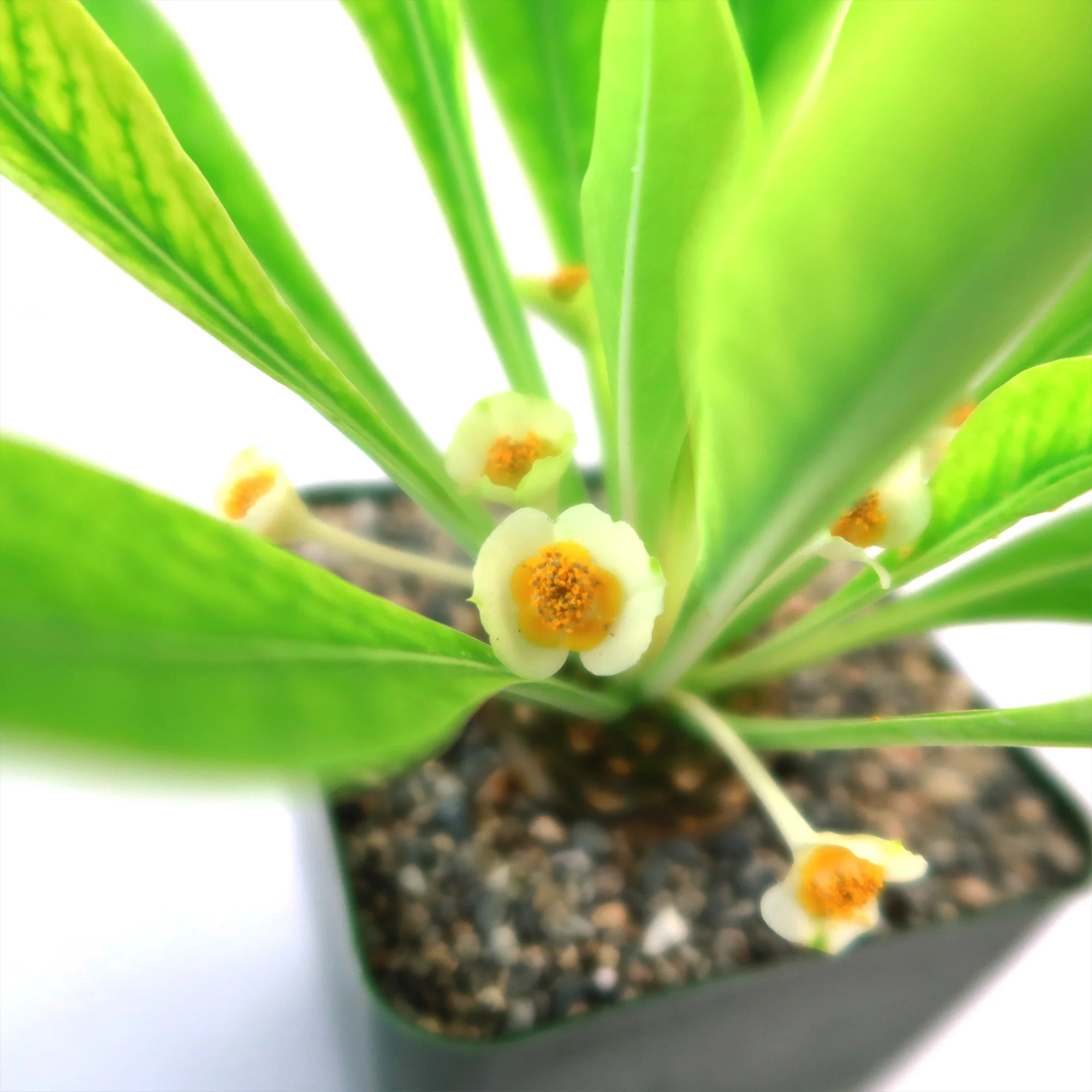 Euphorbia bupleurifolia