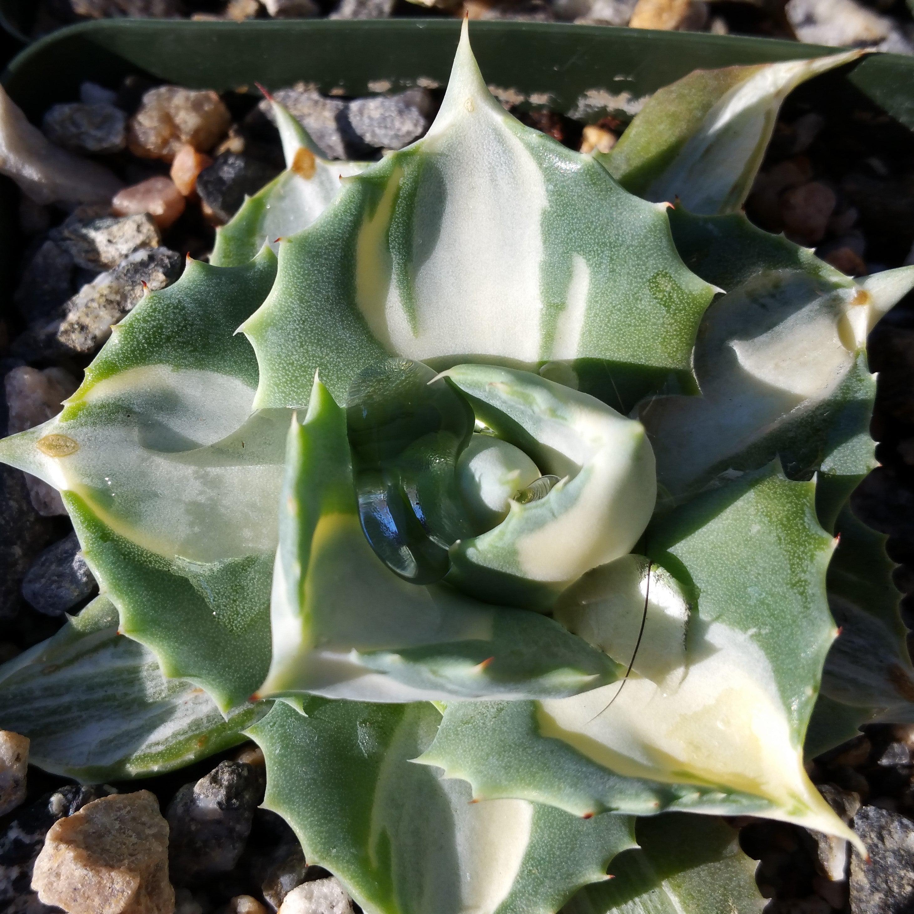 Variegated Dwarf Butterfly Agave - Agave isthmensis 'Ohi Raijin Shiro Nakafu'