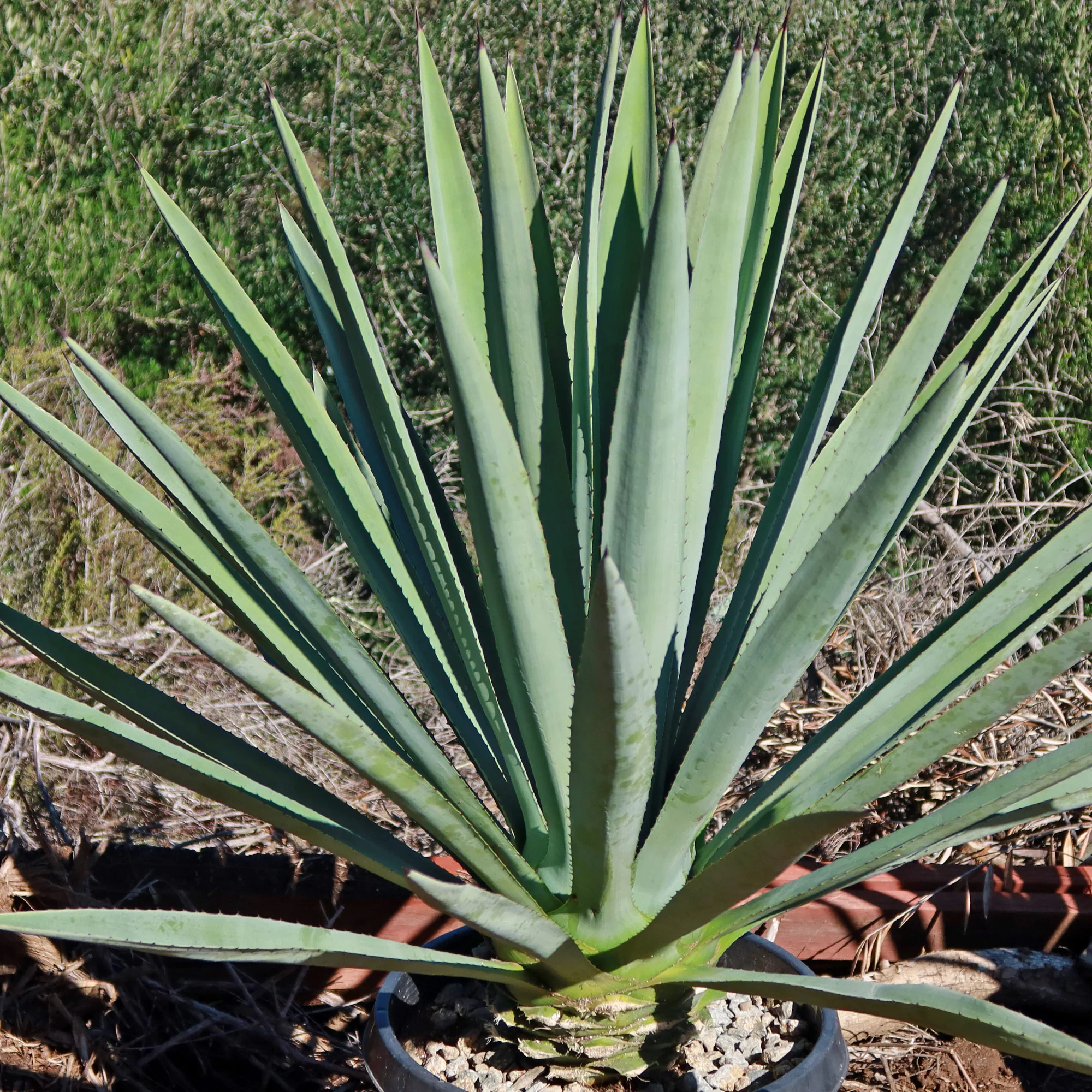 Blue agave - Agave Tequilana 'Tequila Plant'