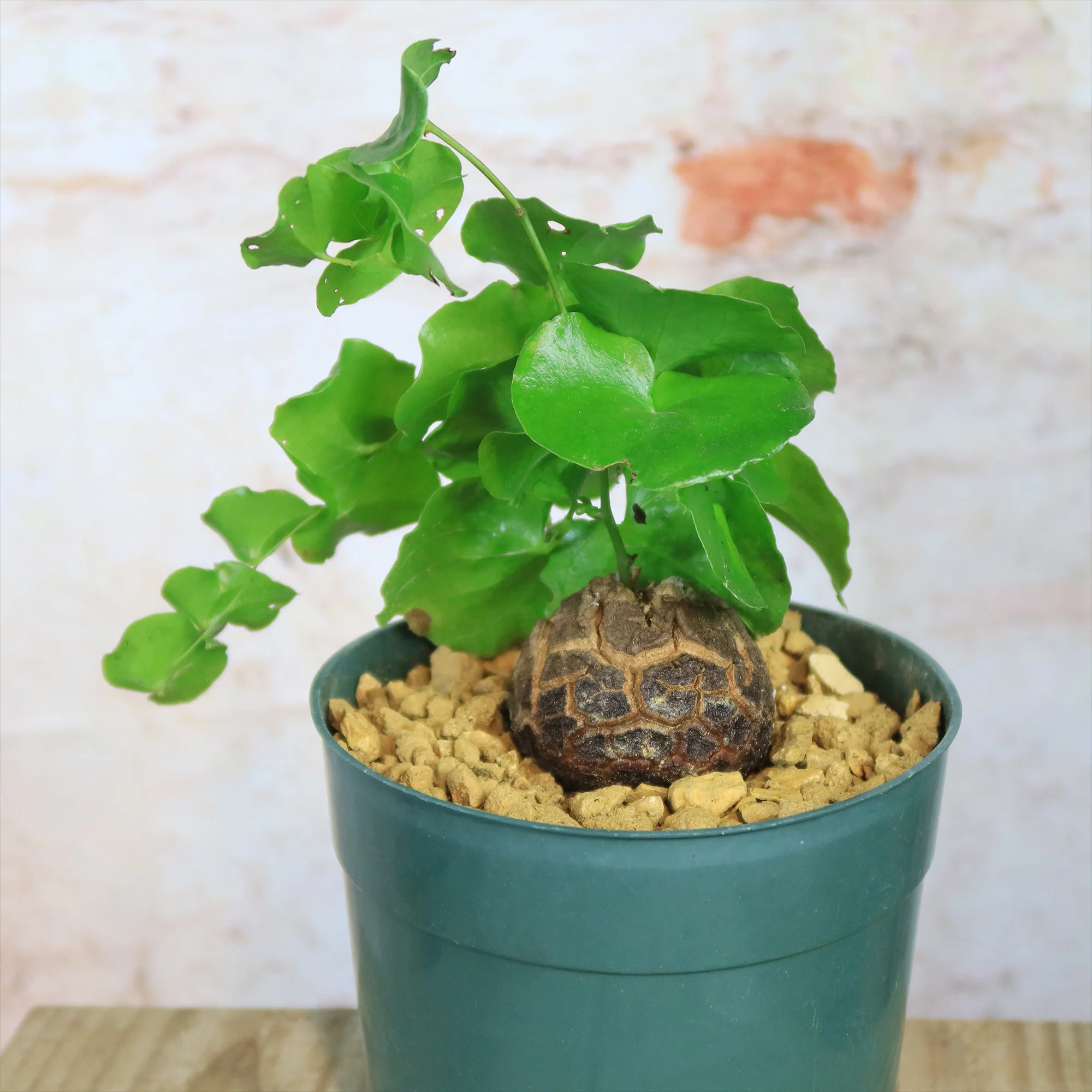 Elephant��s Foot Succulent - Dioscorea elephantipes