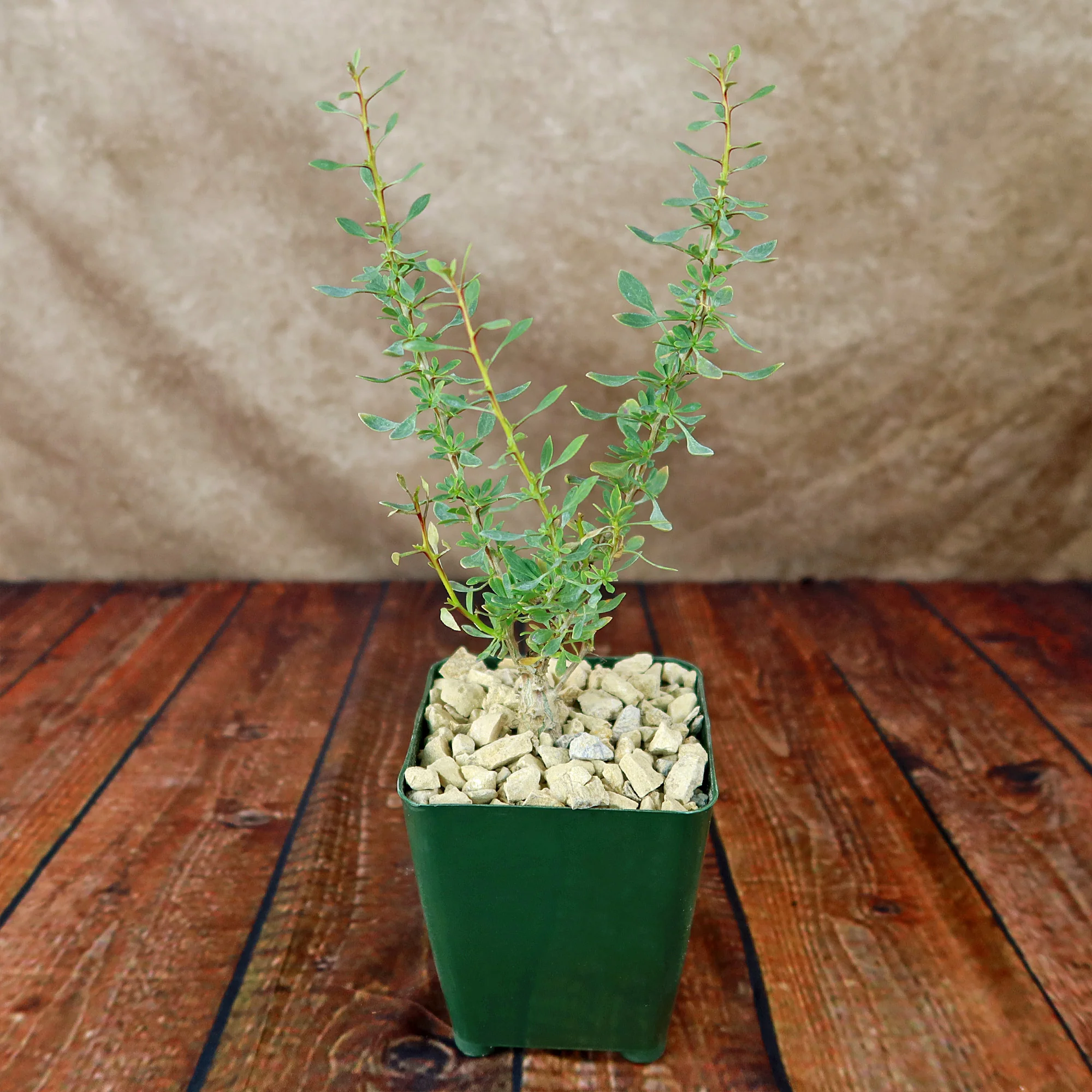 Idria columnaris boojum tree