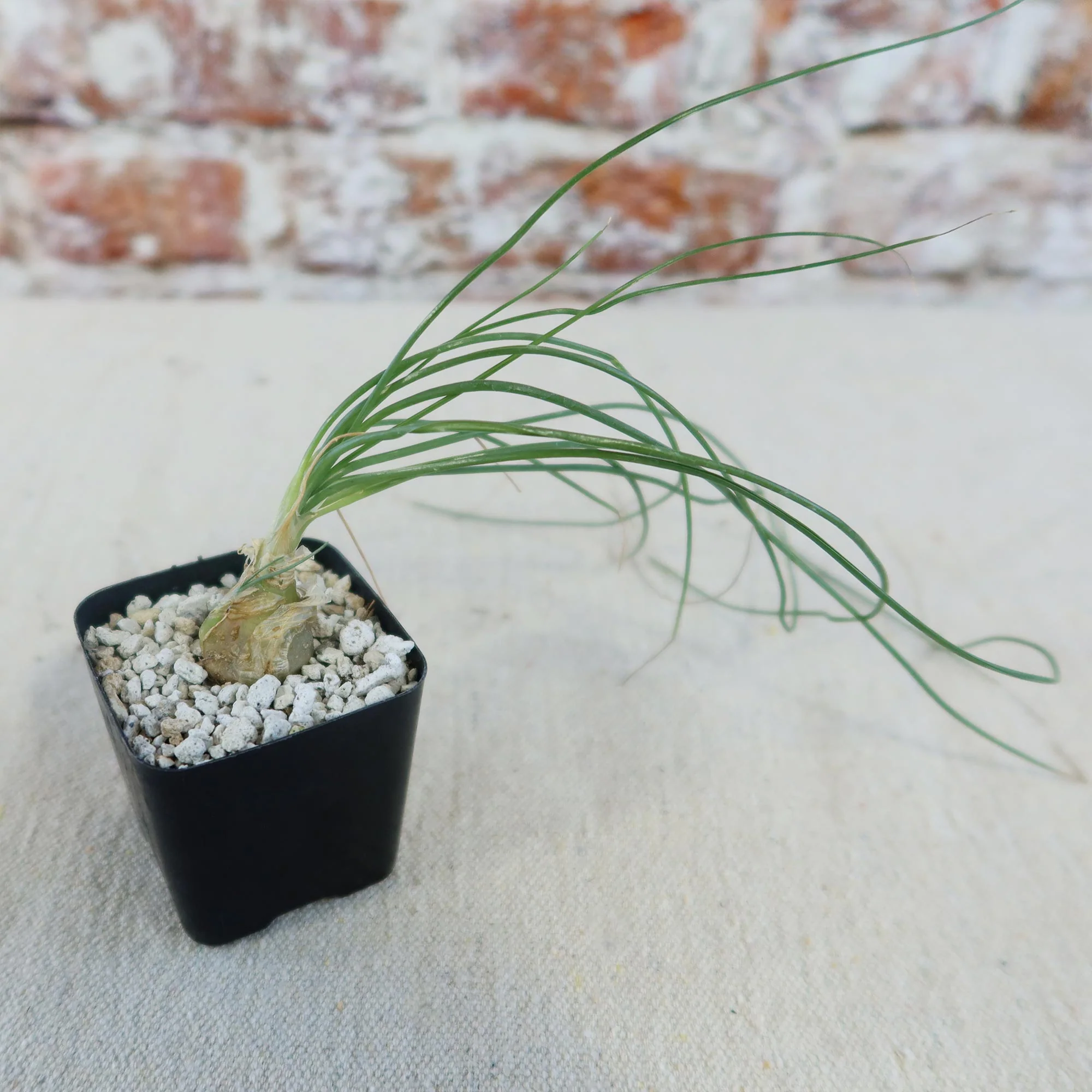Albuca sp augrabies hills