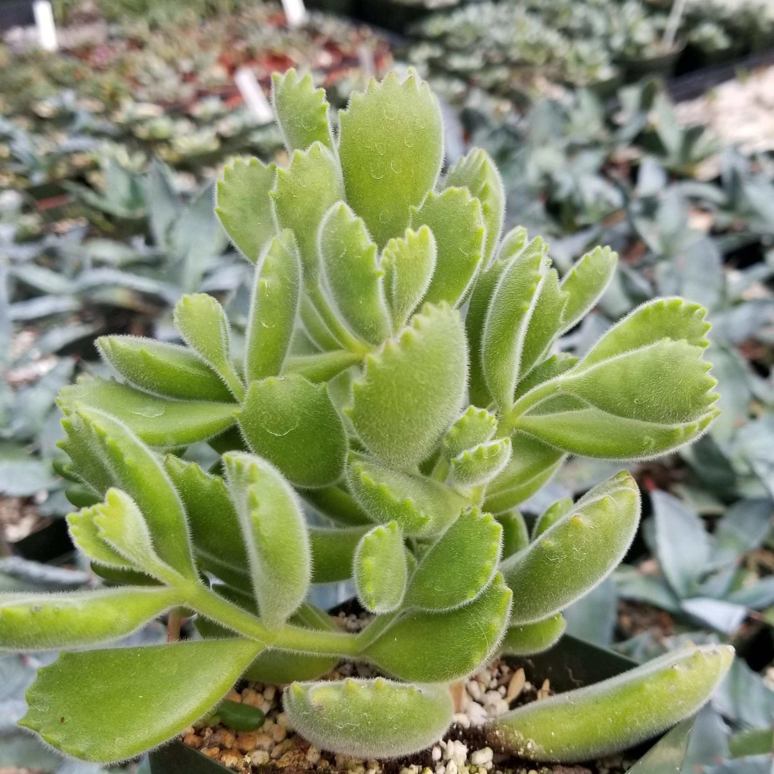 Cotyledon Ladismithiensis