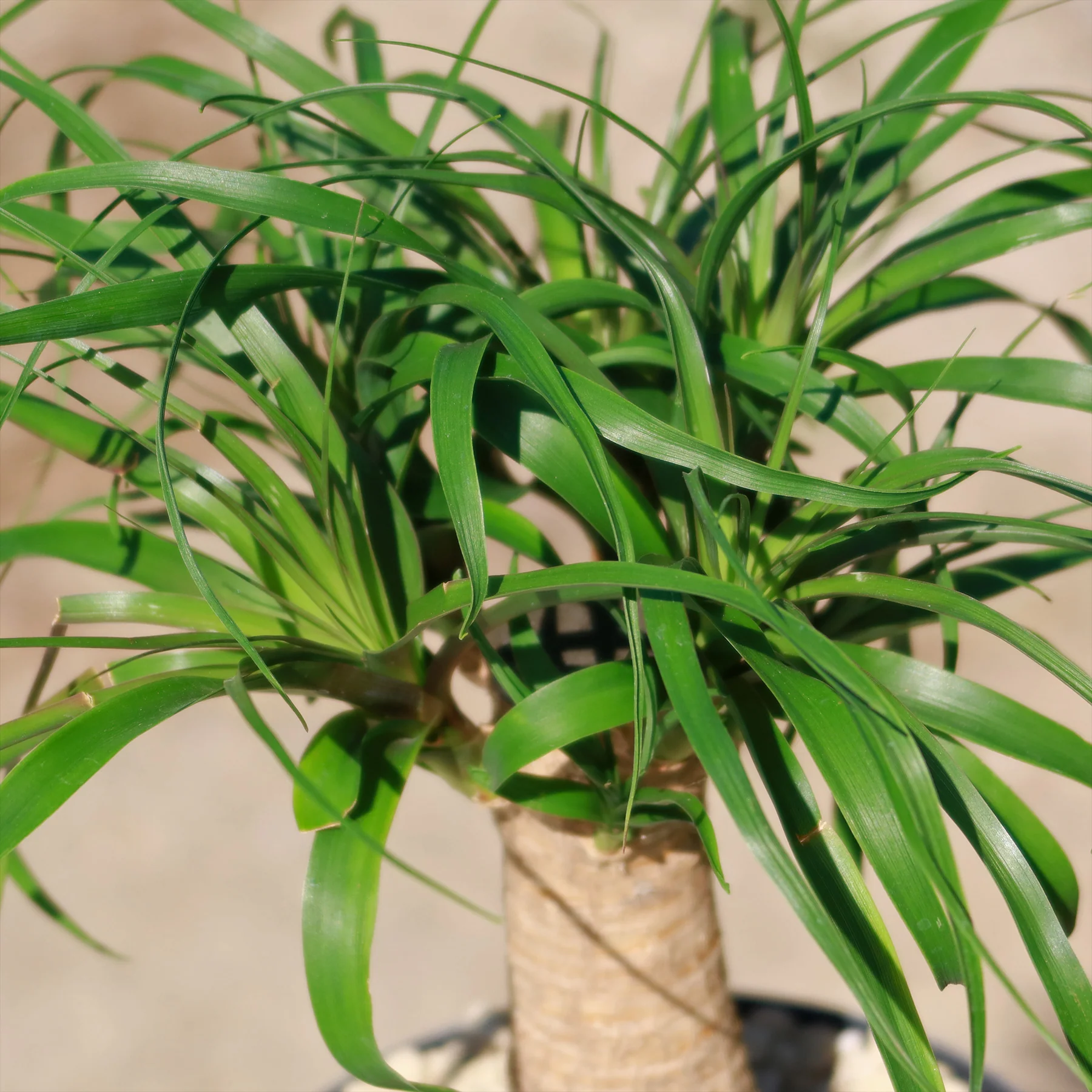 Ponytail palm 'Beaucarnea recurvata'