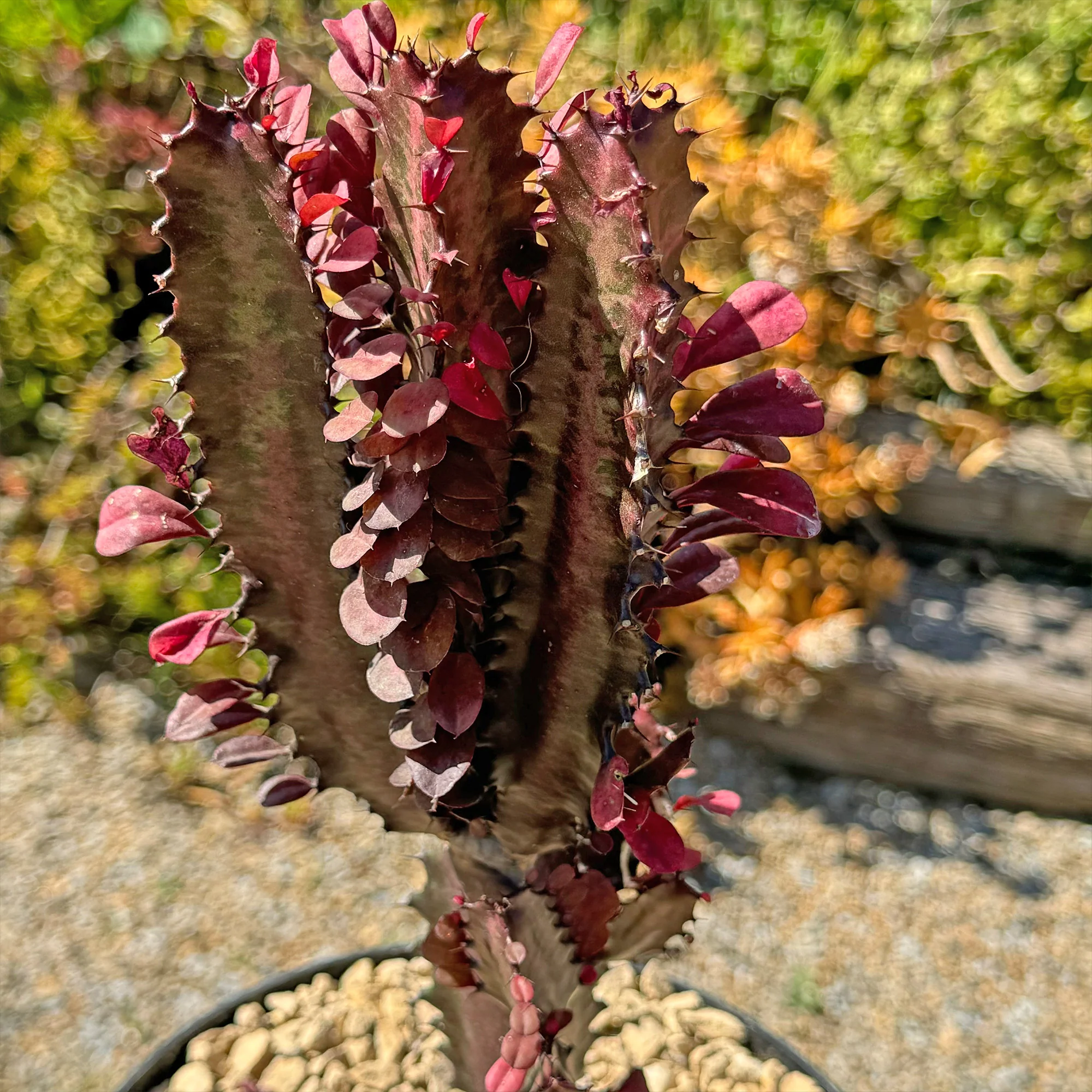 African Milk Tree - Euphorbia trigona 'Rubra'
