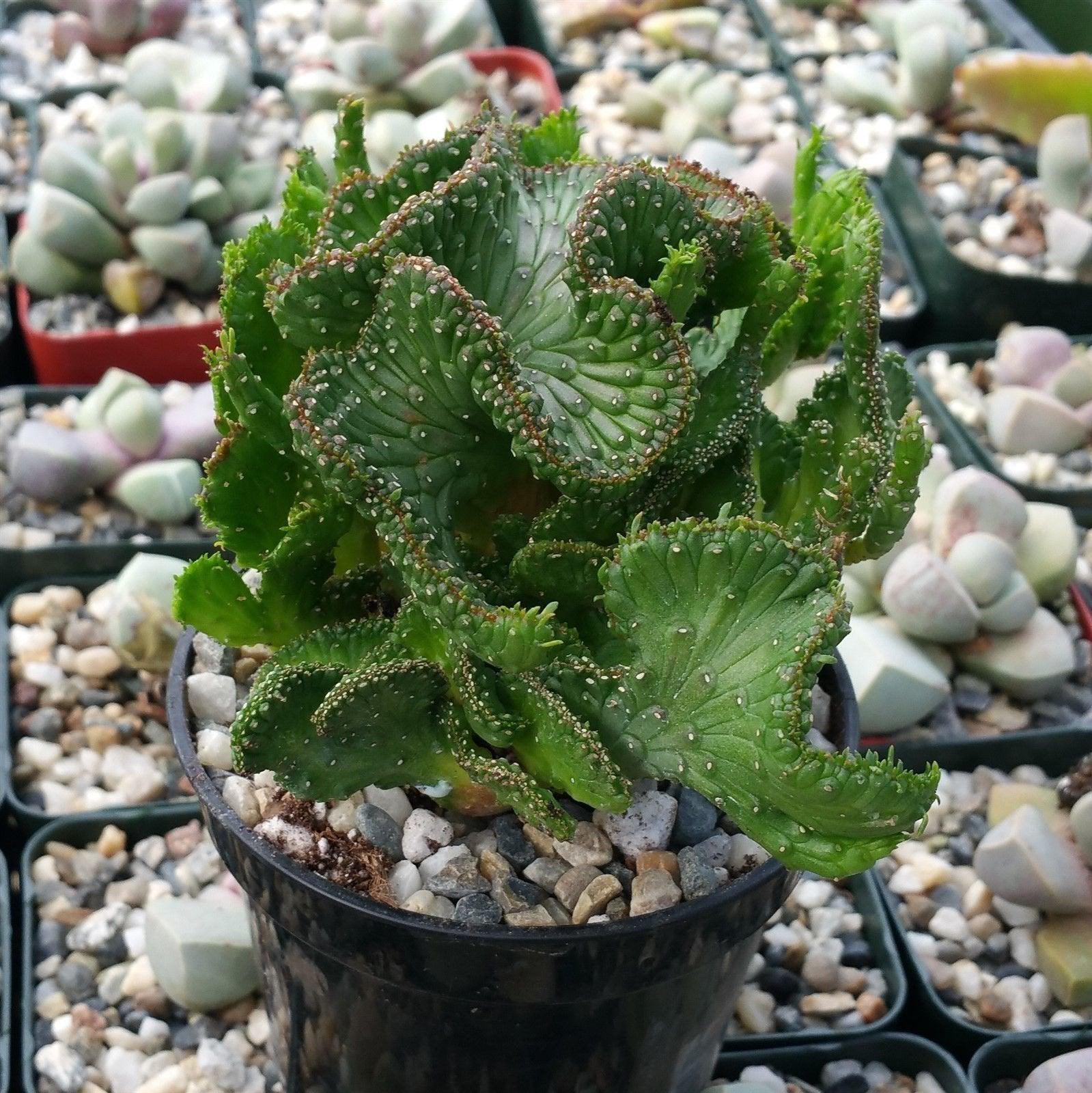 Euphorbia flanaganii f. cristata  Green Coral