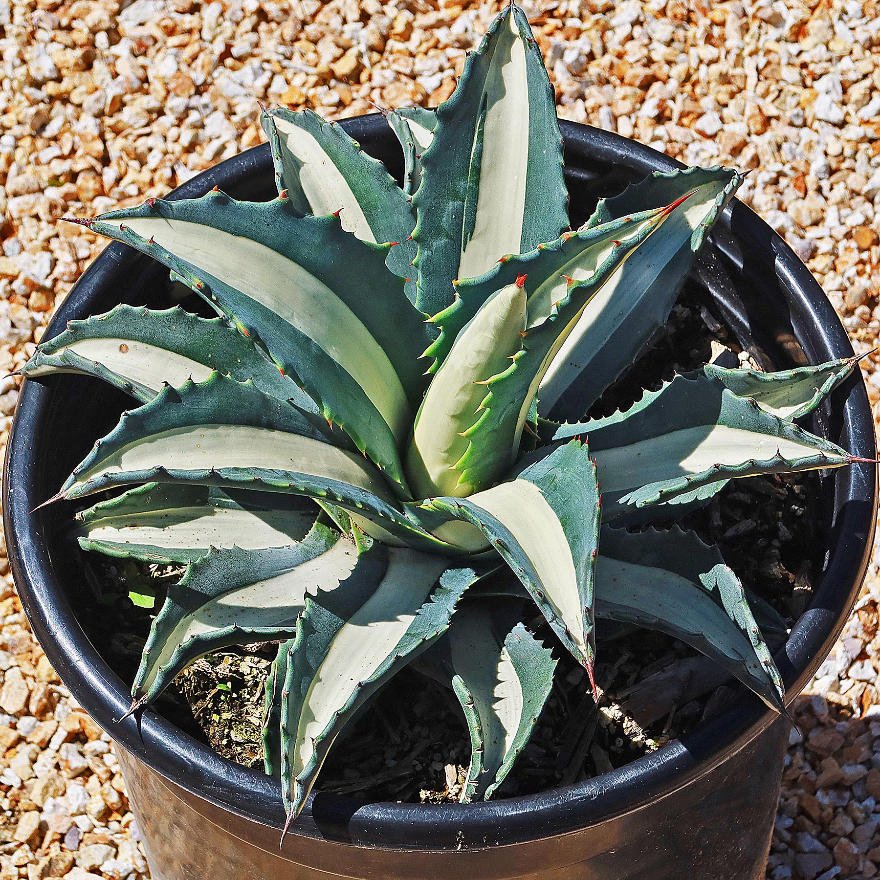 Agave mediopicta alba �C White Striped Century Plant