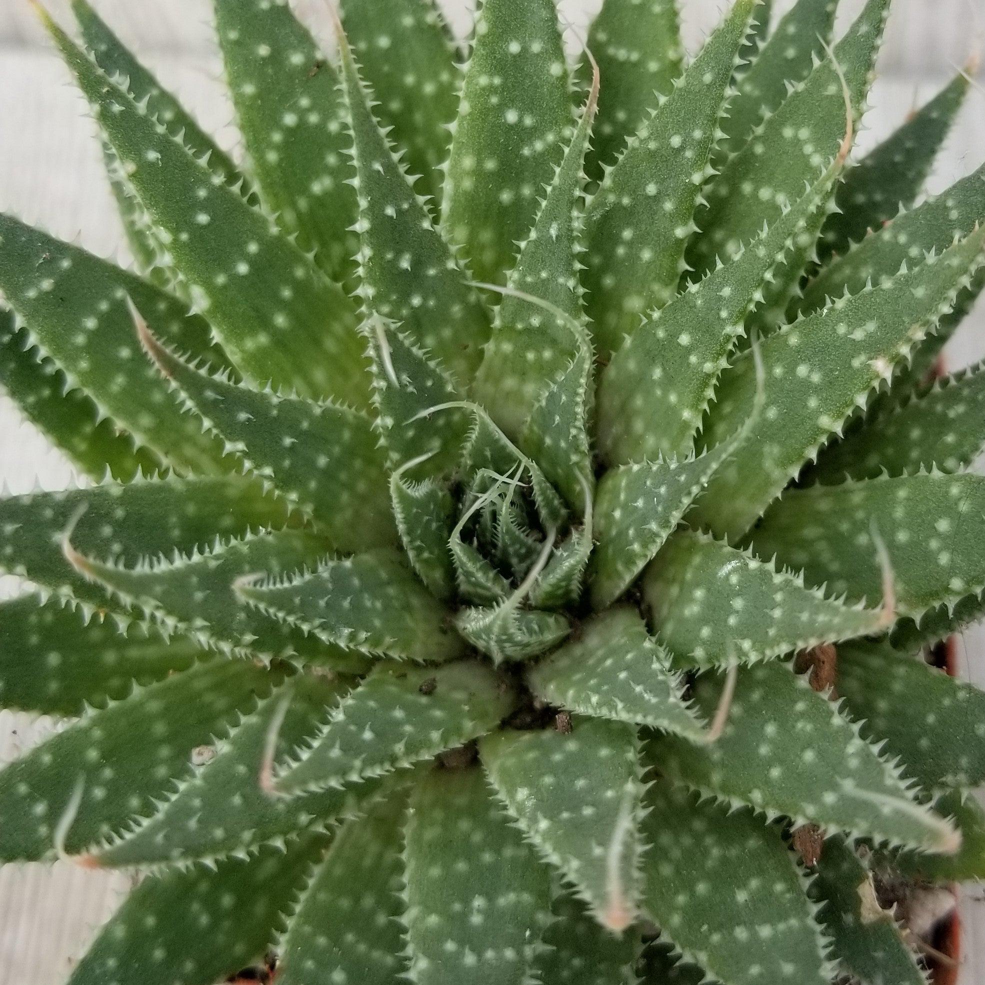 'Lace Aloe - Aloe aristata'