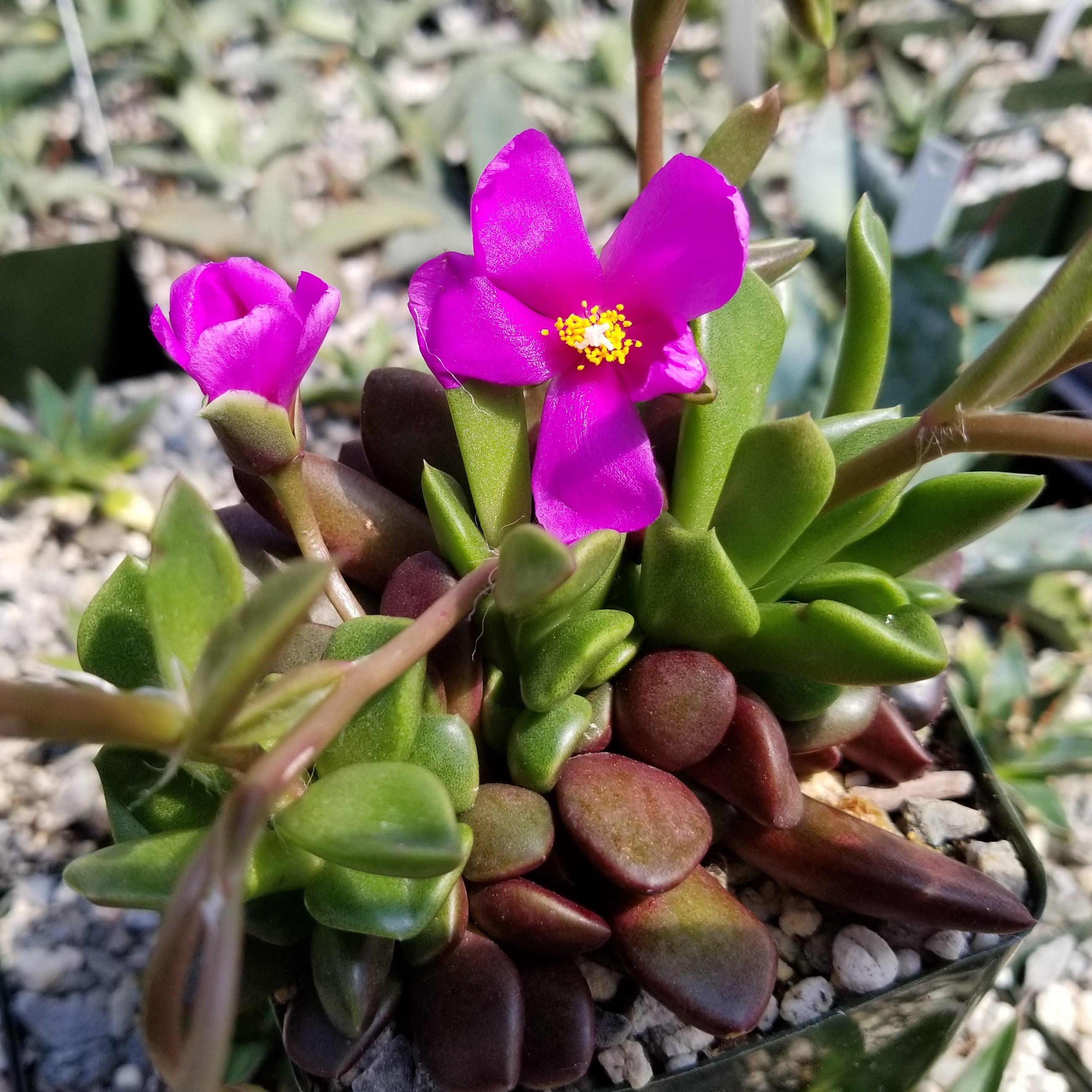 'Sand Rose Succulent - Anacampseros rufescens'