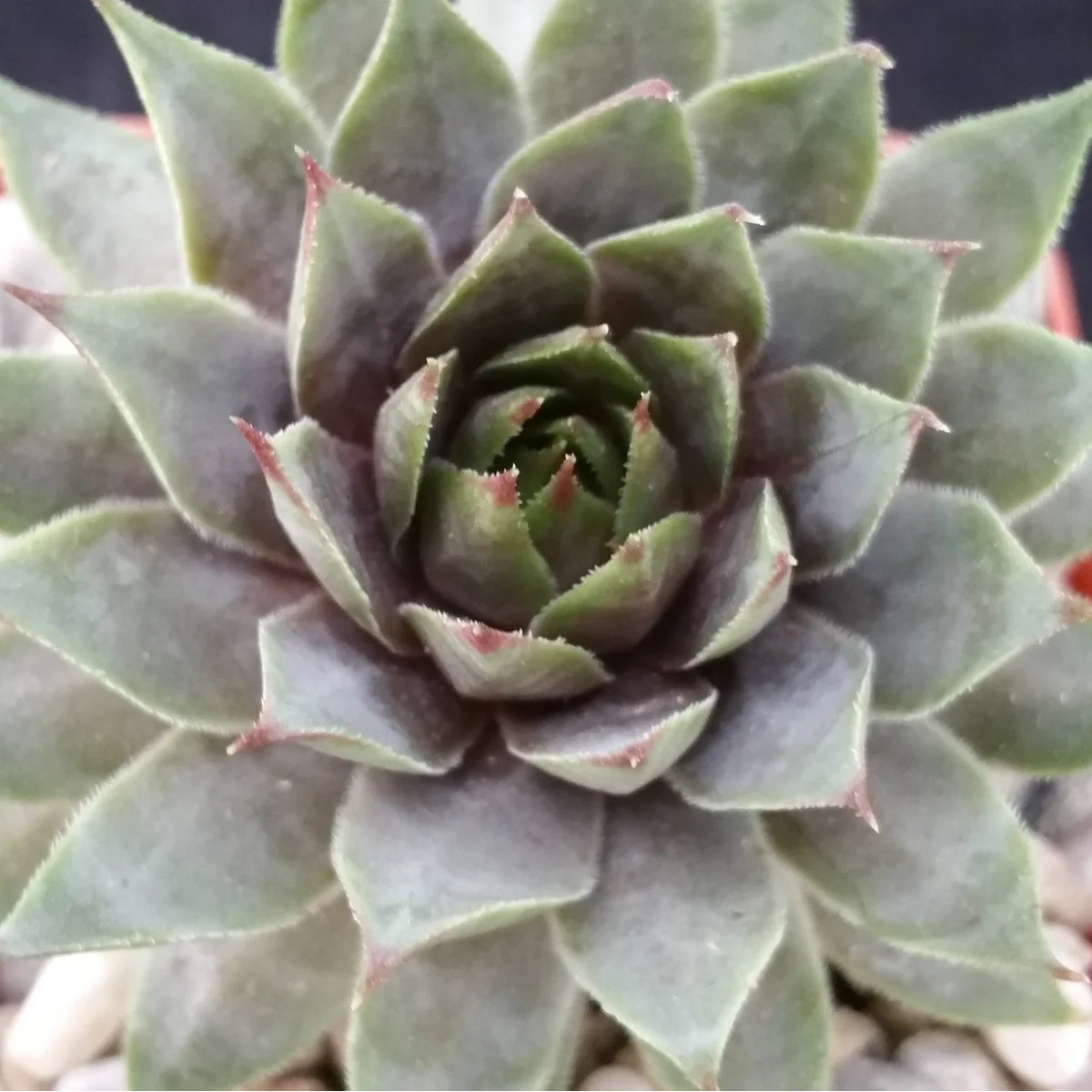 Sempervivum 'Ruby Heart' Hens and Chicks