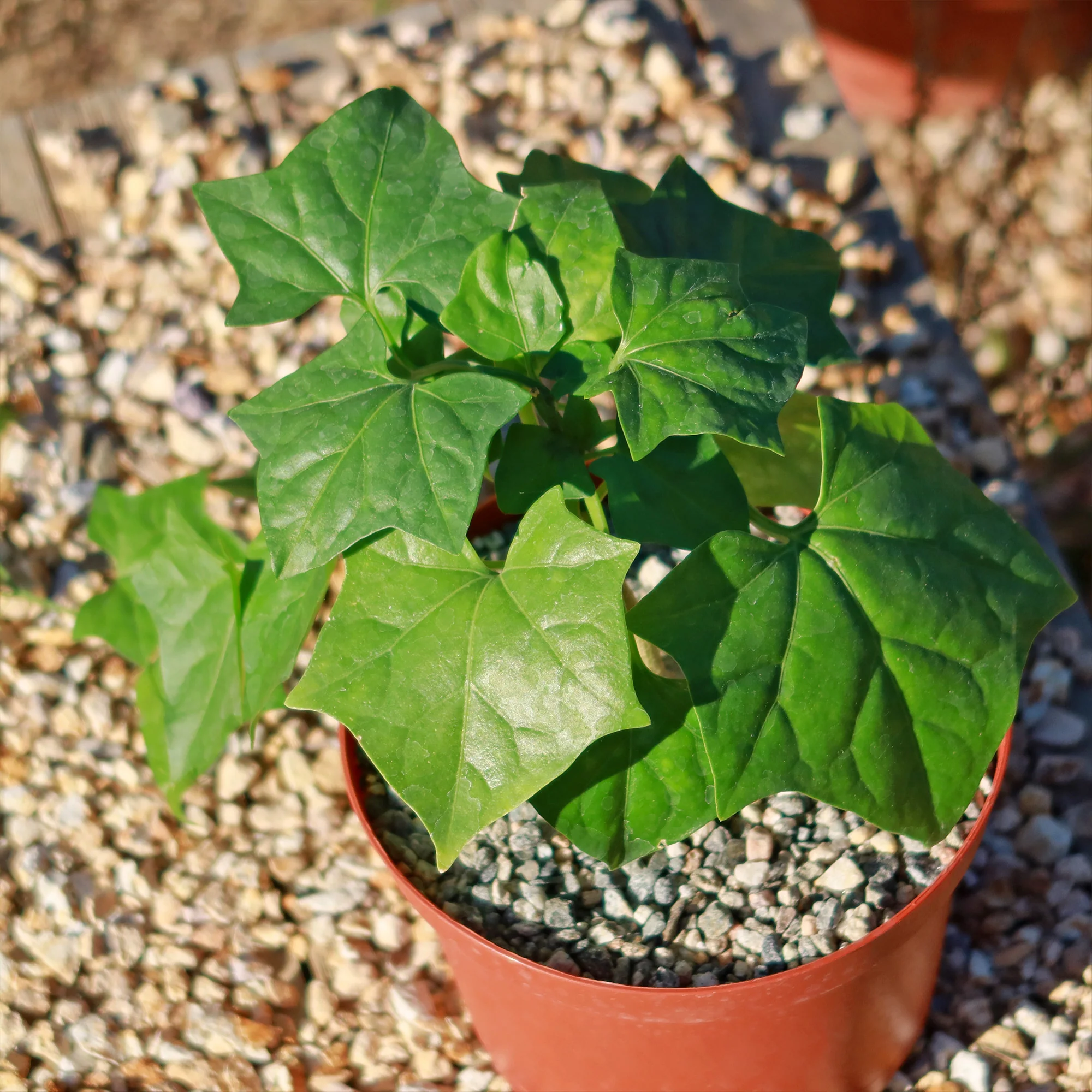 Gerrardanthus Macrorhizus