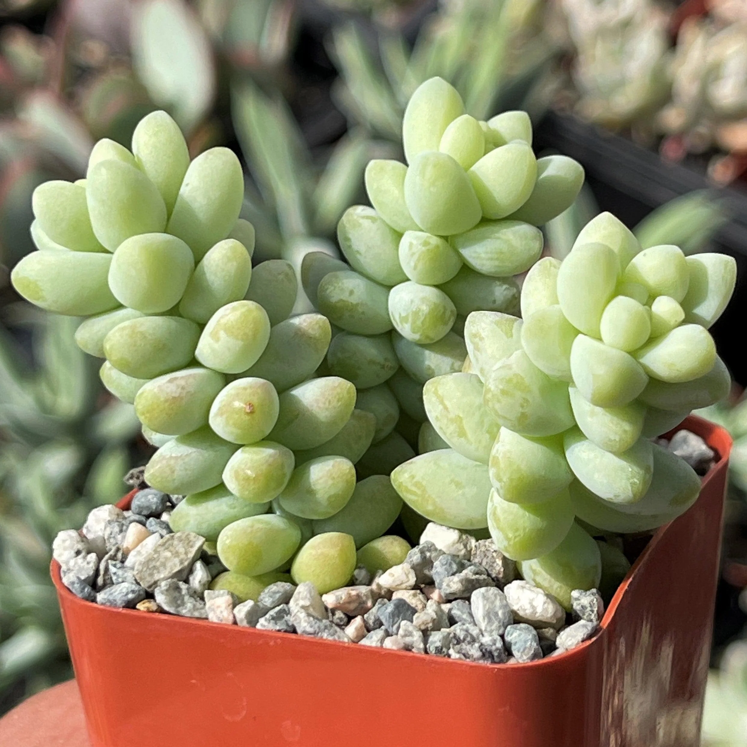 Burro��s Tail Succulent - Sedum morganianum ��Burrito��