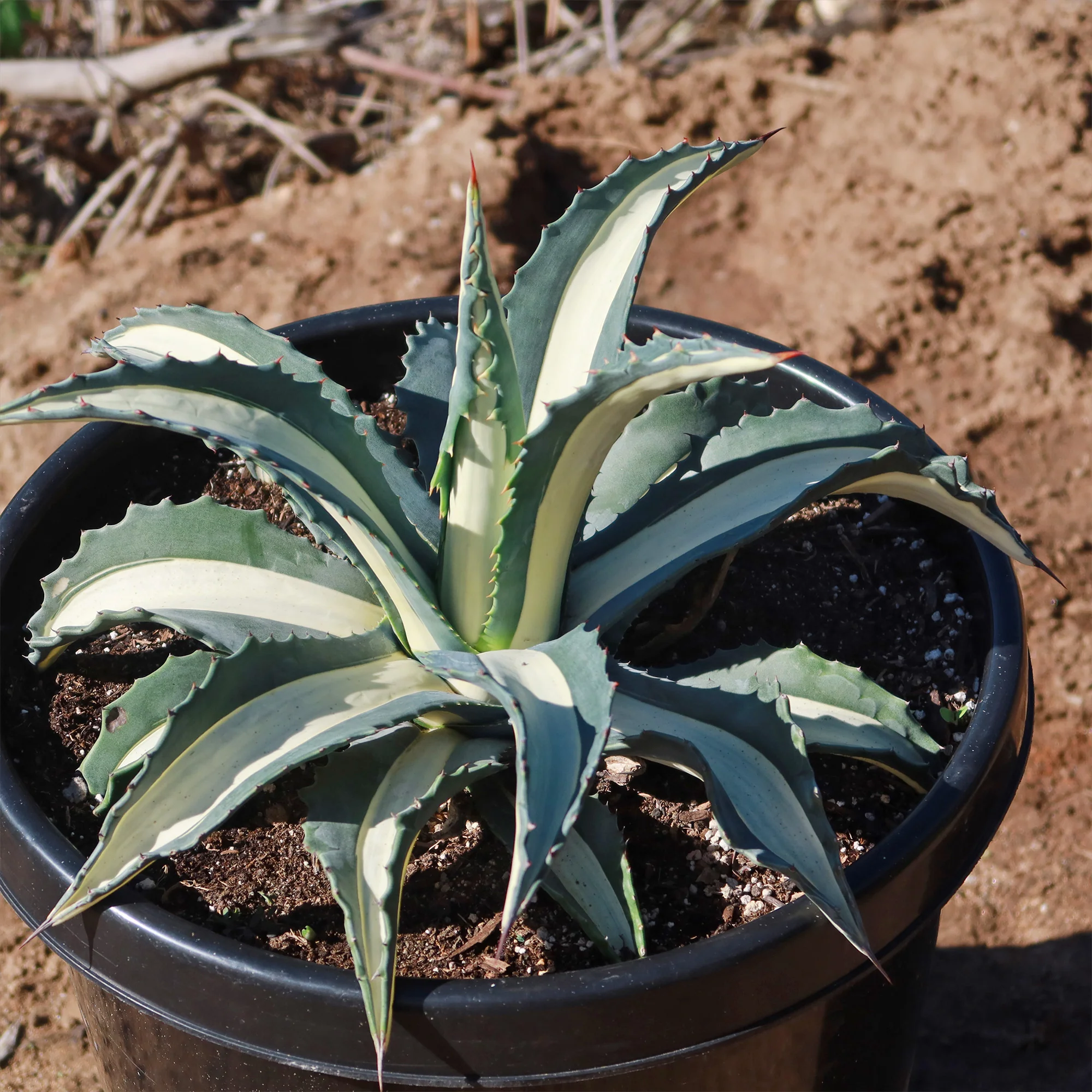Agave mediopicta alba �C White Striped Century Plant