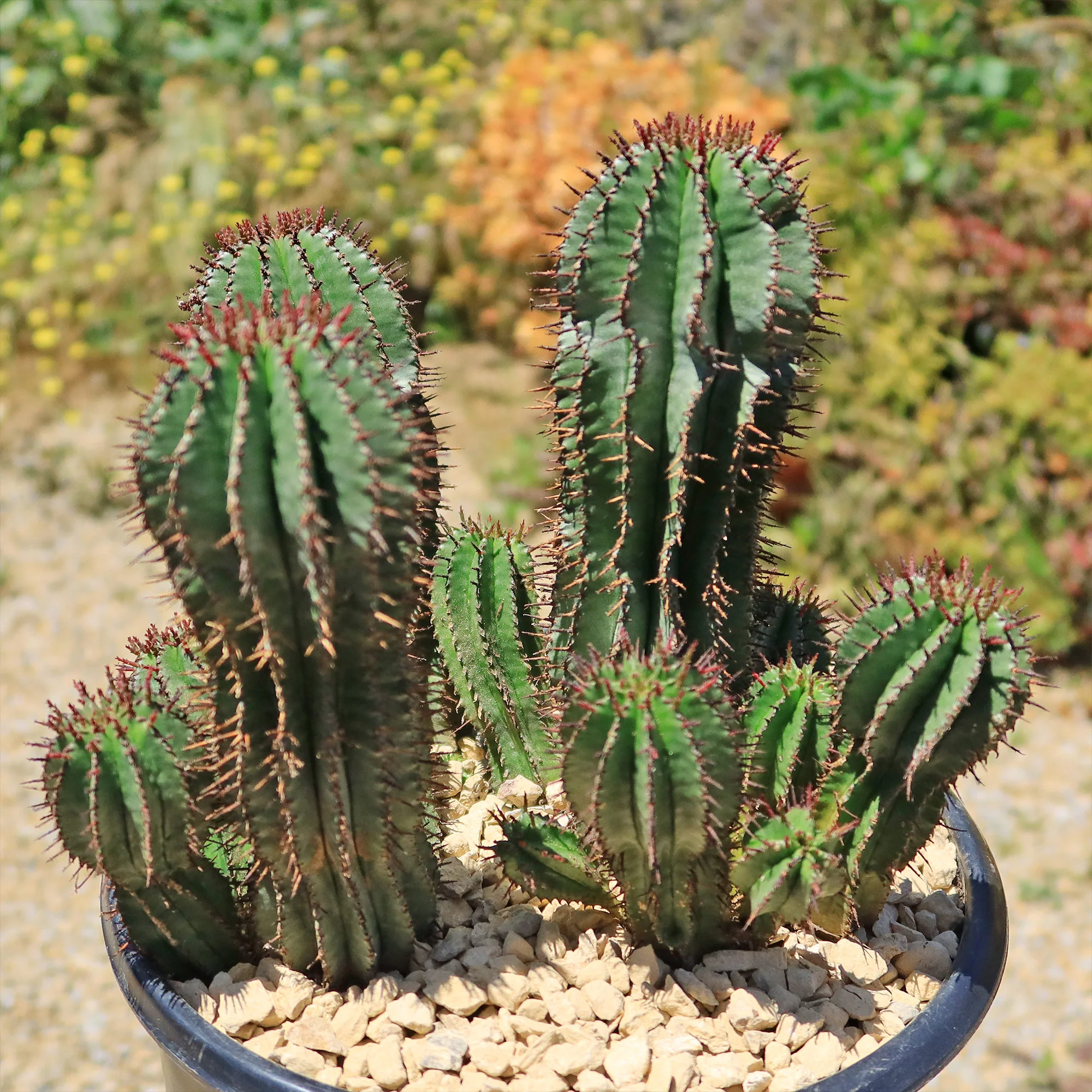 Milk Barrel Cactus ��Euphorbia cereiformis��