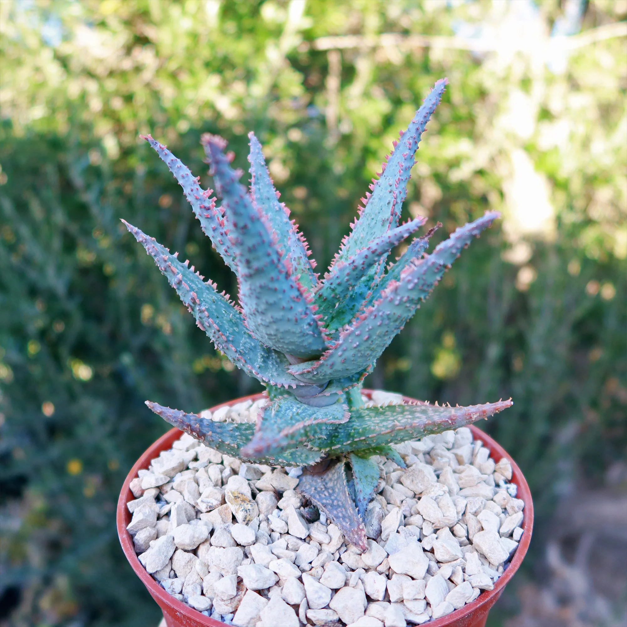 Purple People Eater Aloe - Aloe hybrid