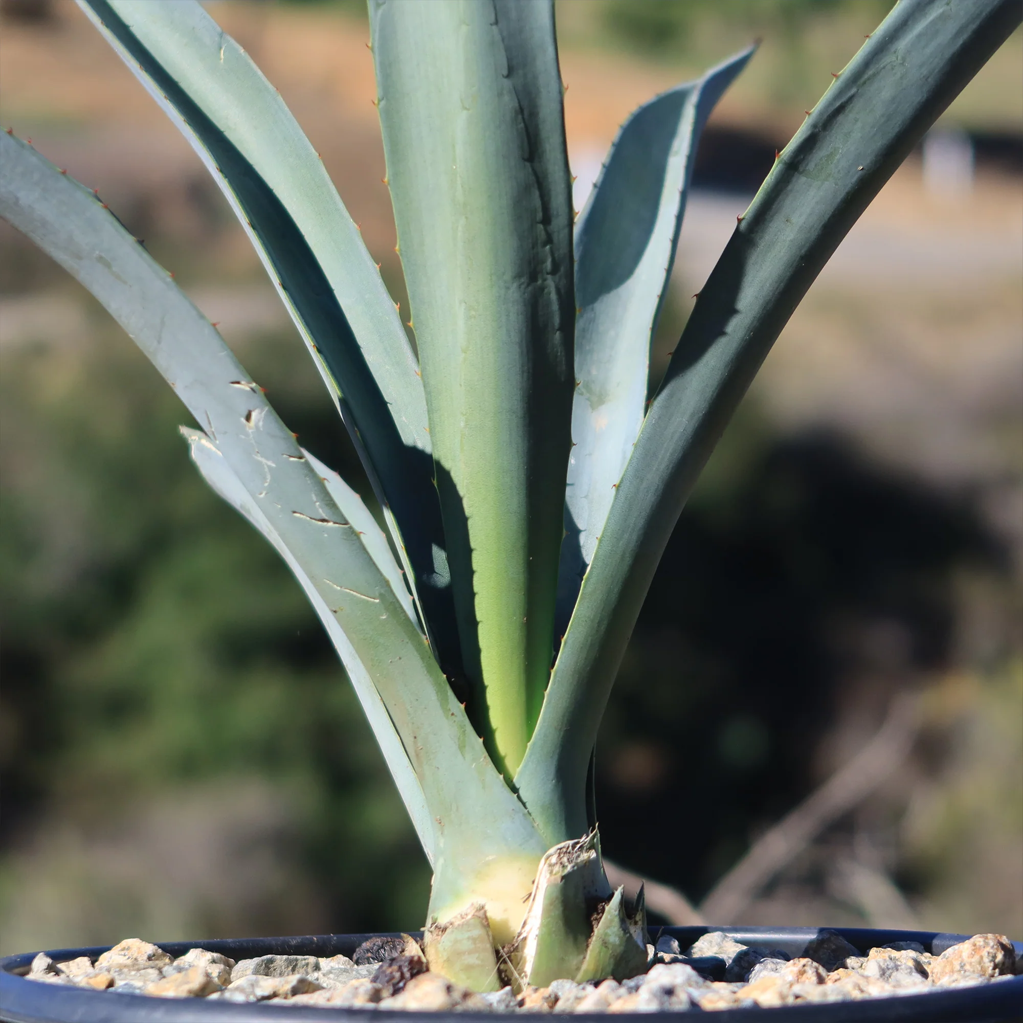 Blue agave - Agave Tequilana 'Tequila Plant'
