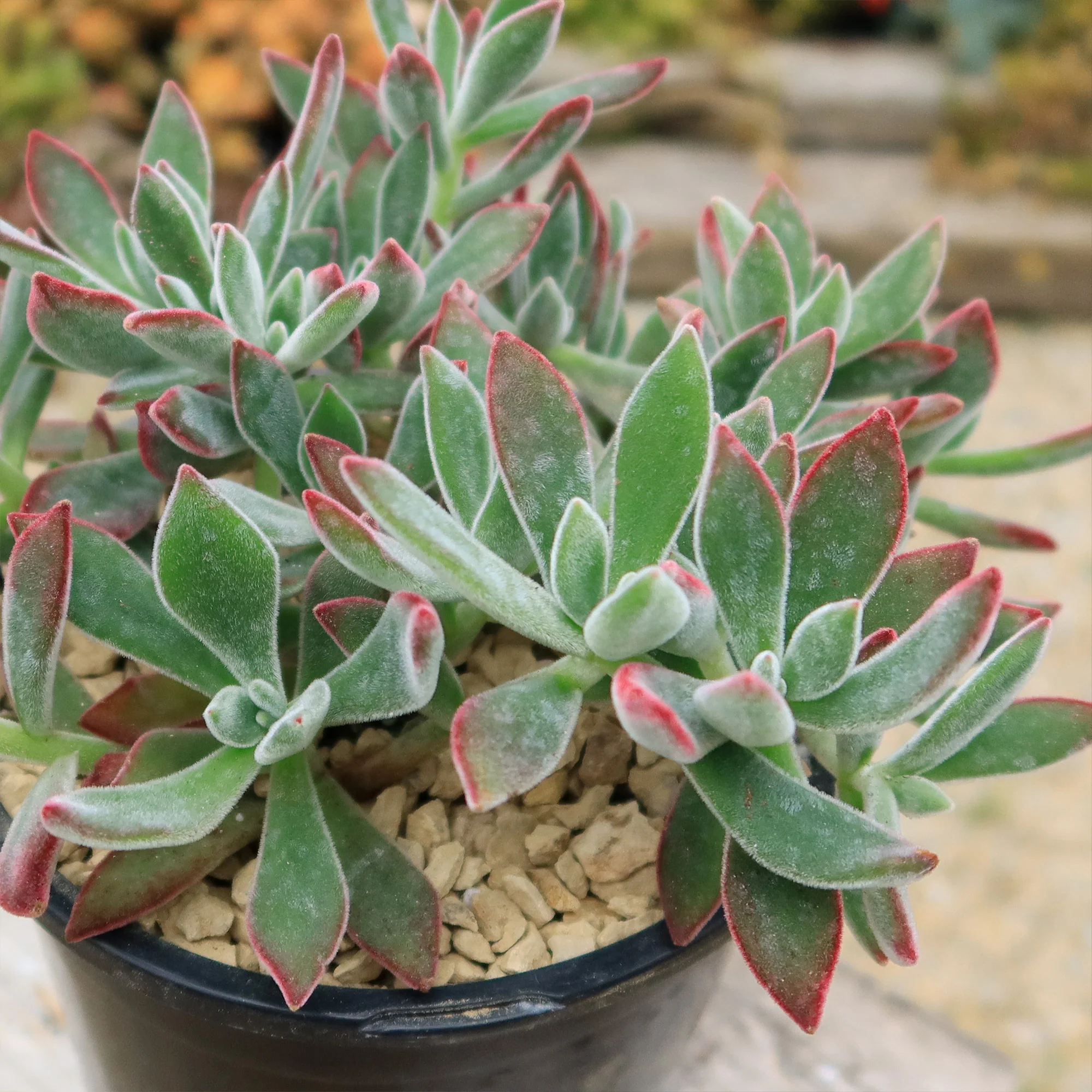 Ruby Slipper Succulent ��Echeveria harmsii��