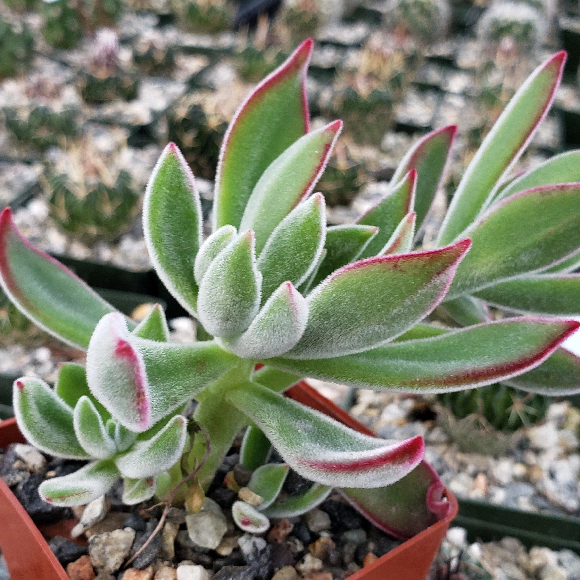 Ruby Slipper Succulent ��Echeveria harmsii��