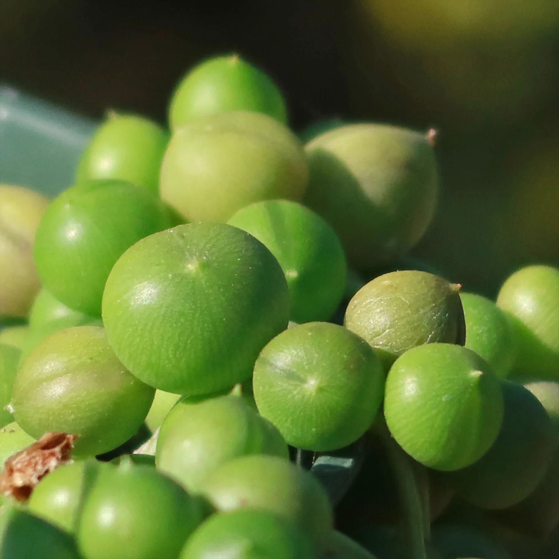 String of Pearls 'Senecio rowleyanus'