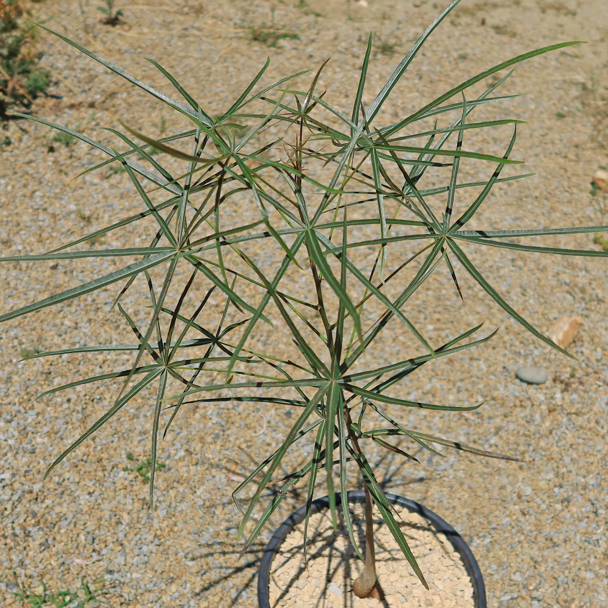 Queensland Bottle Tree 'Brachychiton rupestris'