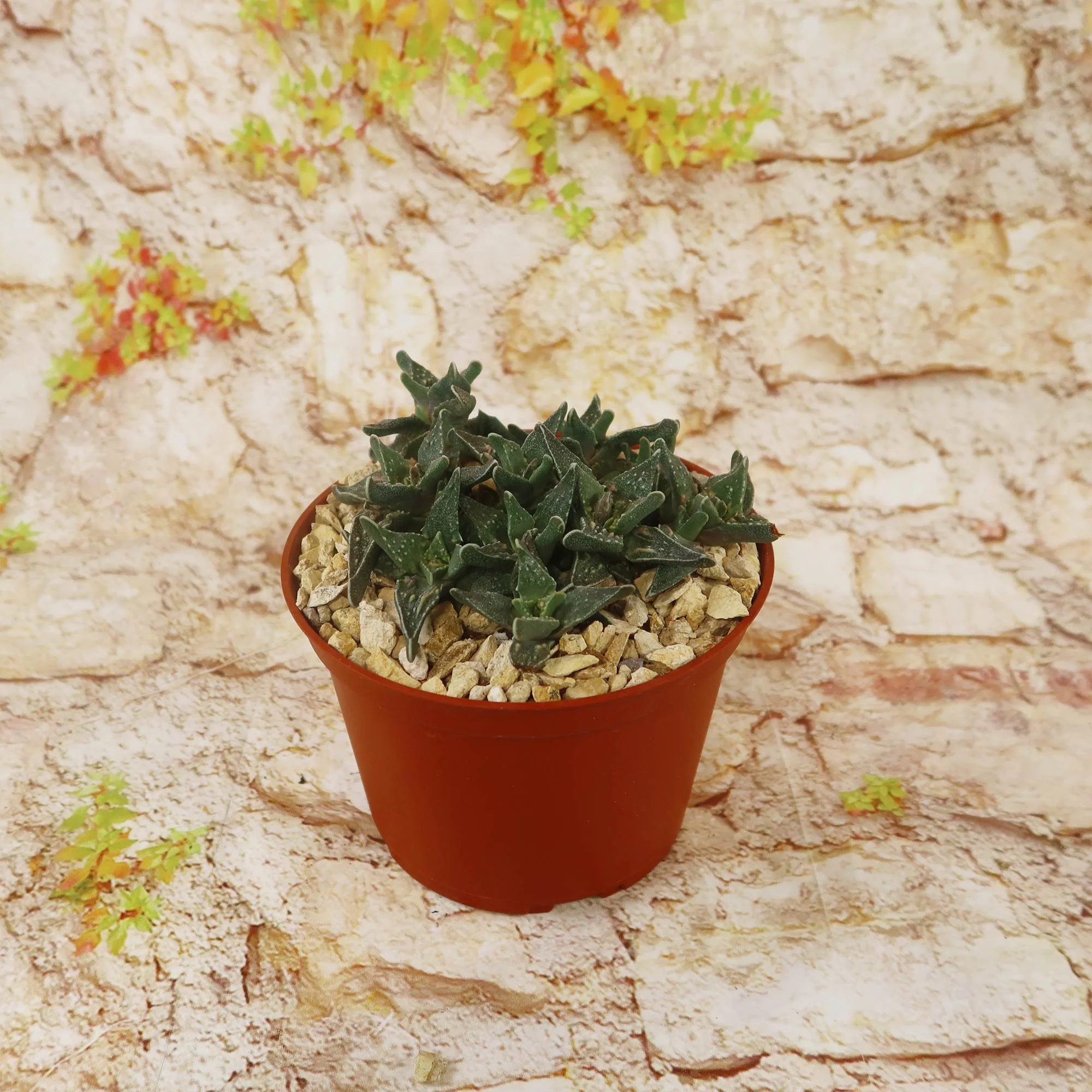 Faucaria tuberculosa soto