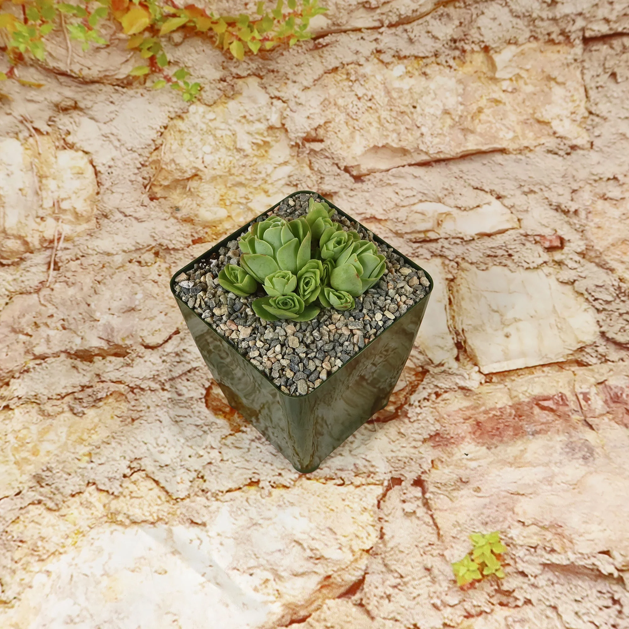 Mountain Rose Succulent ��Aeonium dodrantale�� (Greenovia dodrantalis)