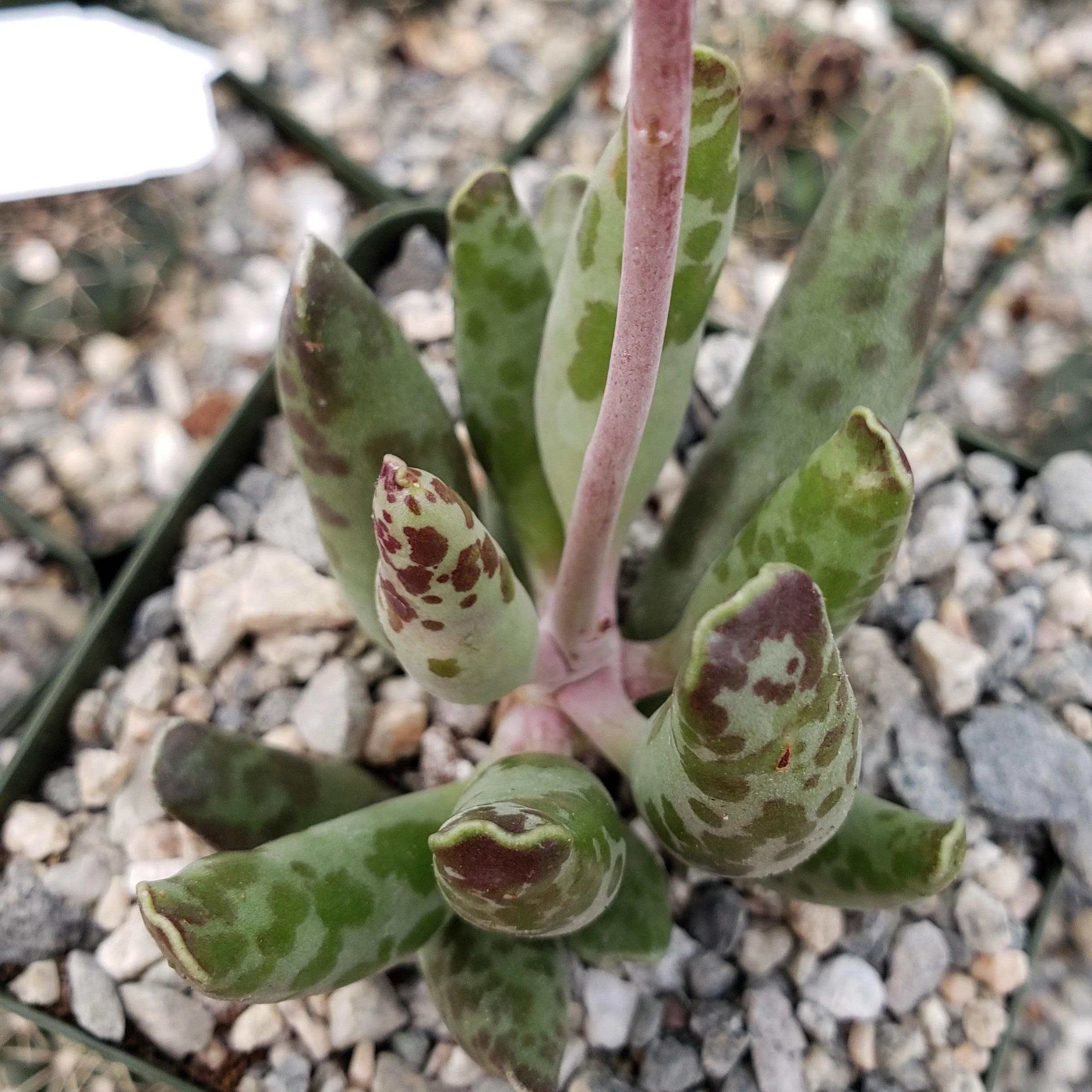 Adromischus festivus