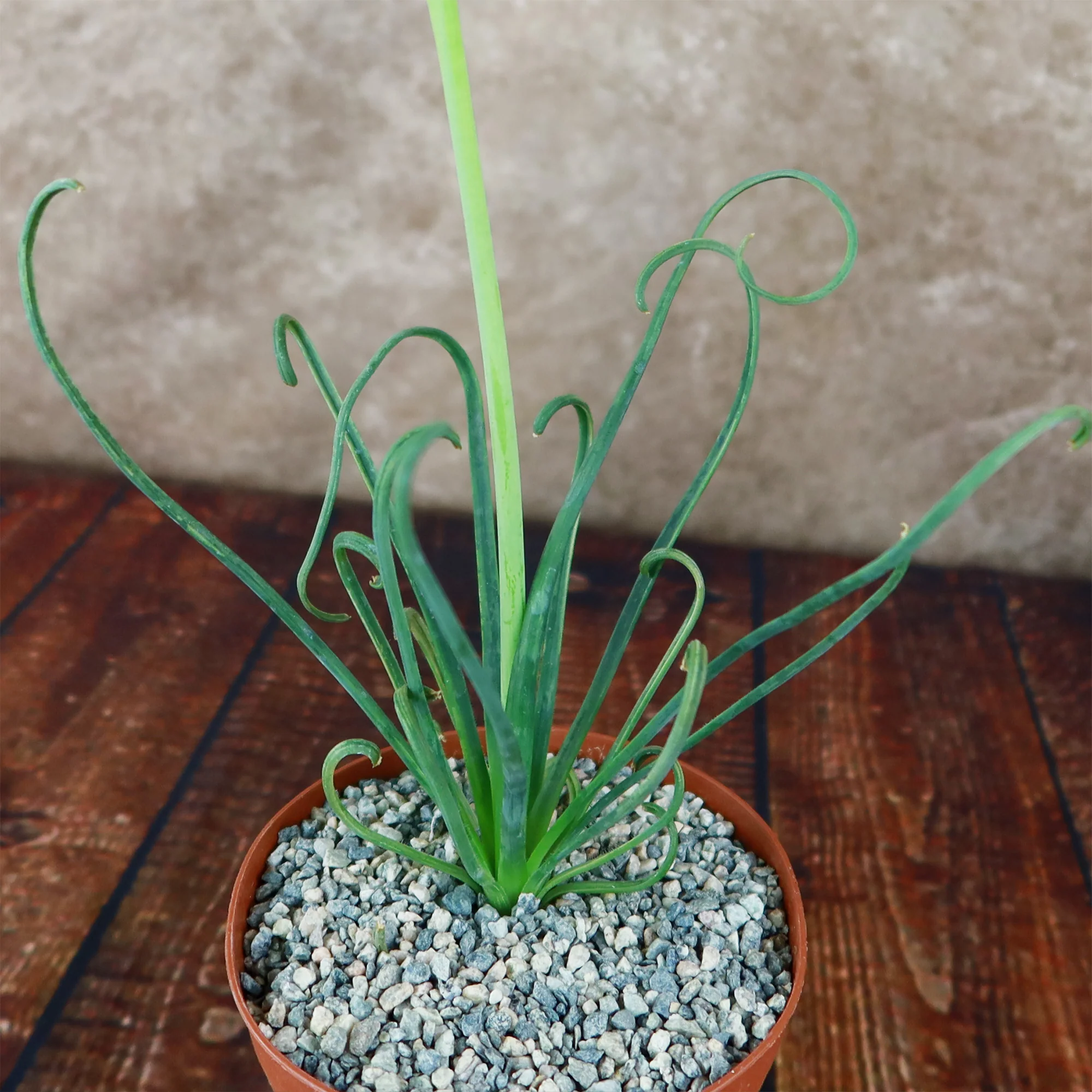 Frizzle Sizzle Plant - Albuca spiralis