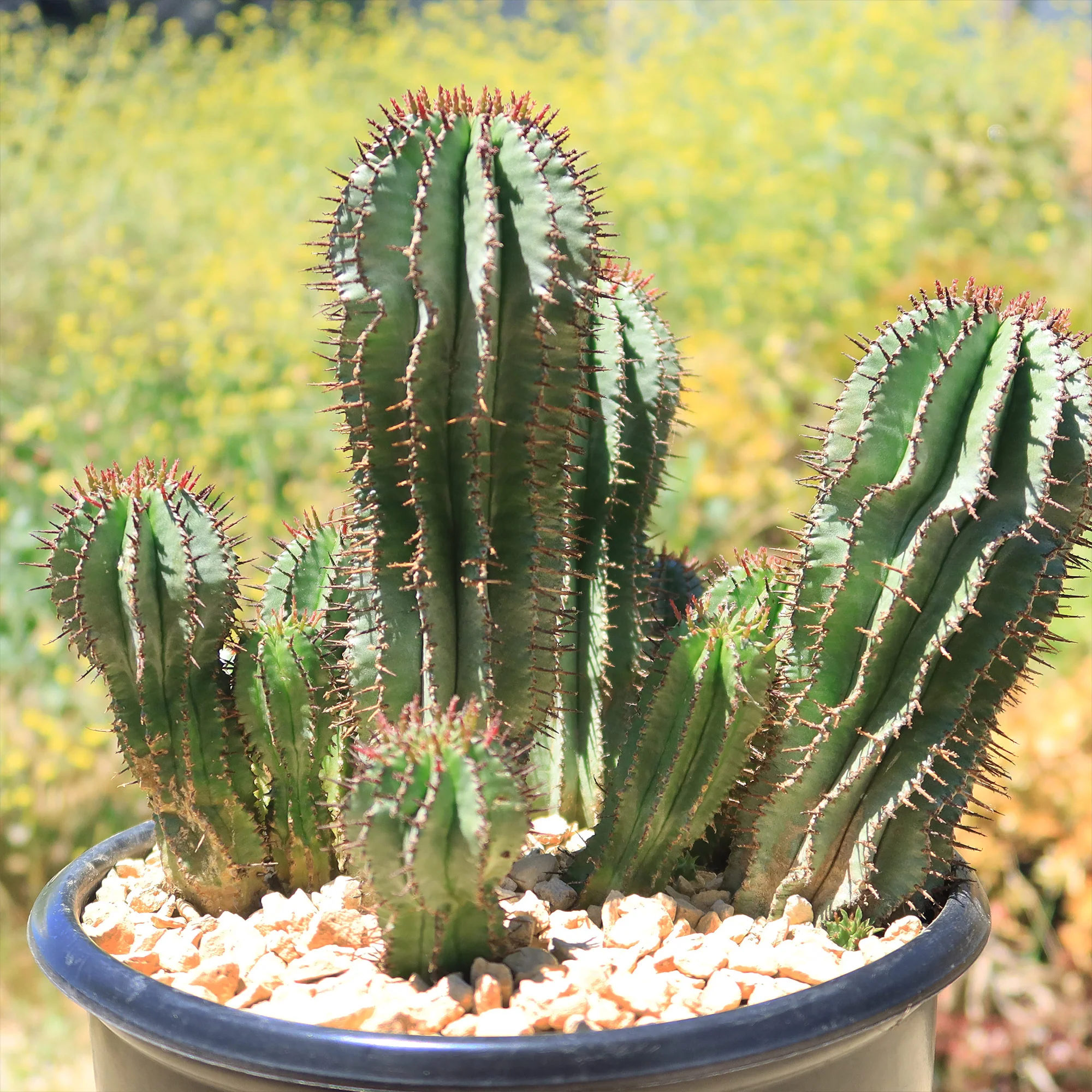 Milk Barrel Cactus ��Euphorbia cereiformis��