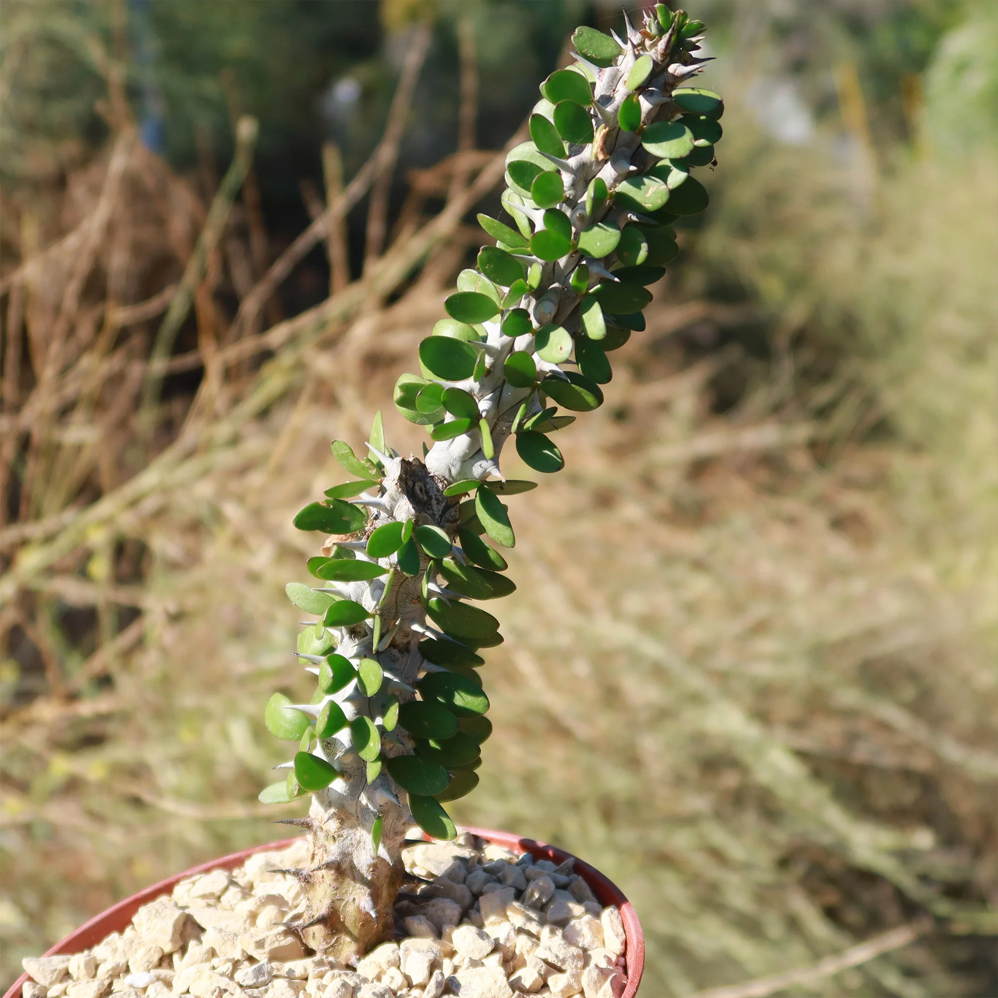Madagascar ocotillo 'Alluaudia procera'