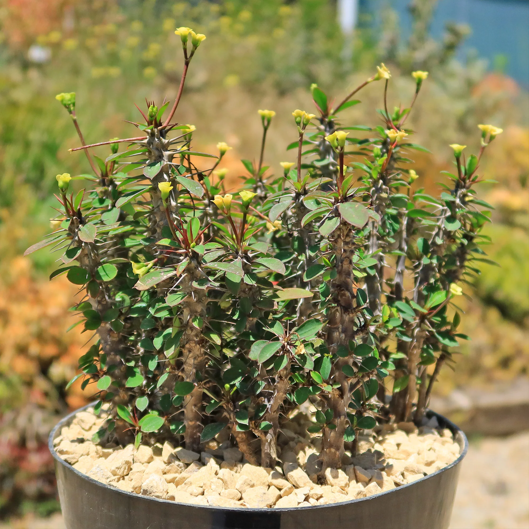 Euphorbia milii Yellow �C Crown of Thorns
