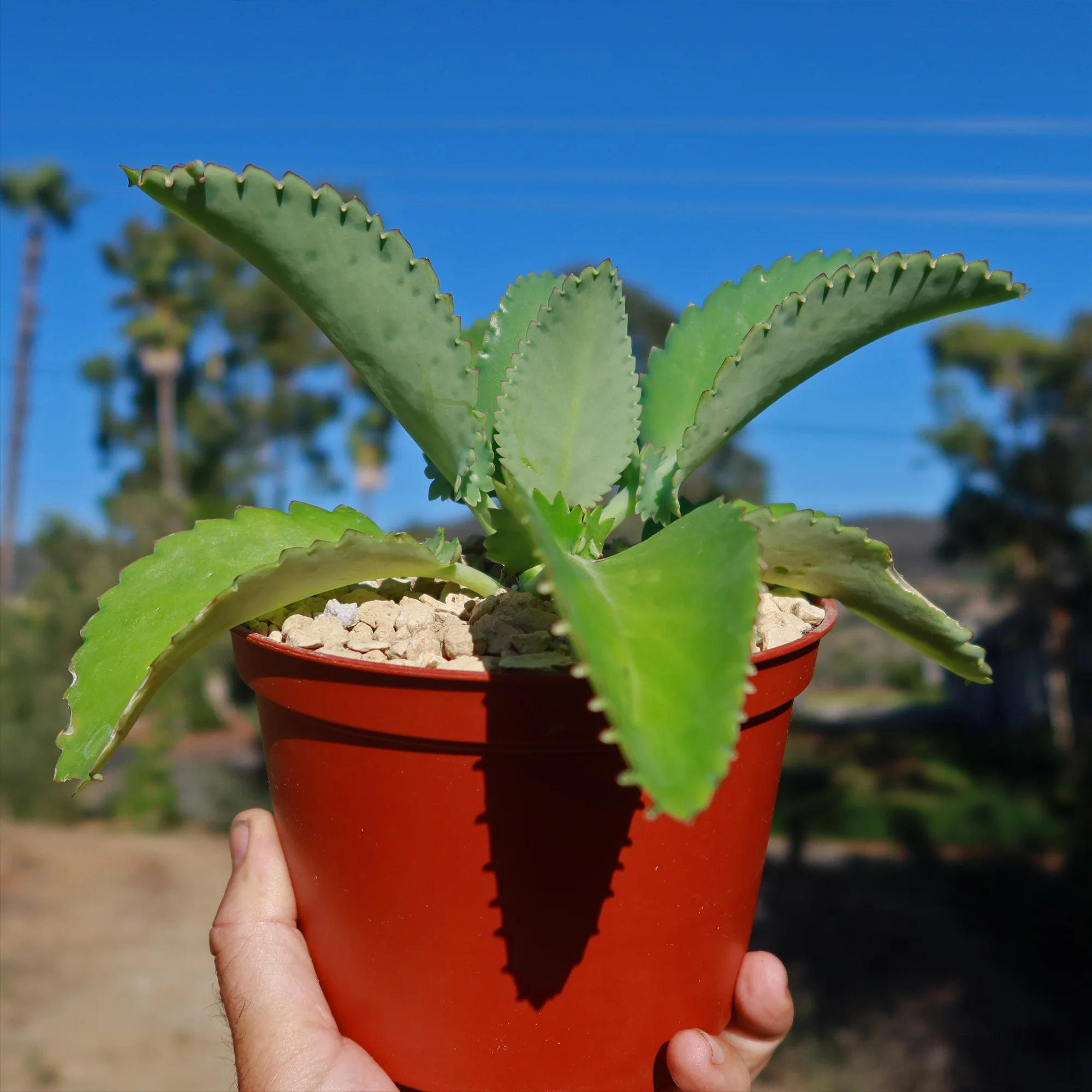 Mother of Thousands Plant 'Kalanchoe laetivirens'