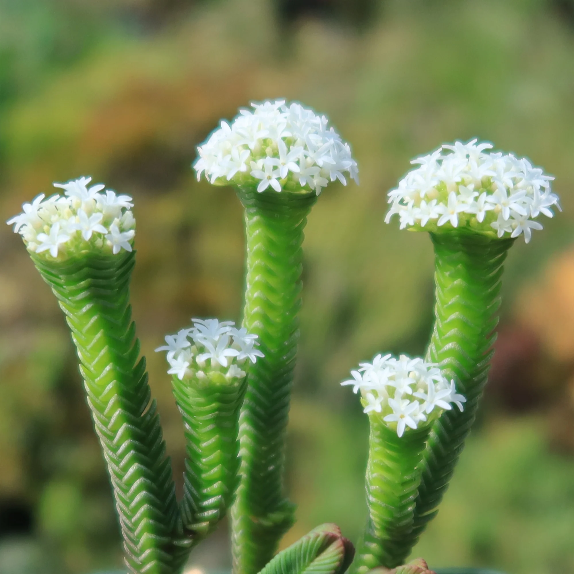 Pagoda Mini Jade ��Crassula pyramidalis��