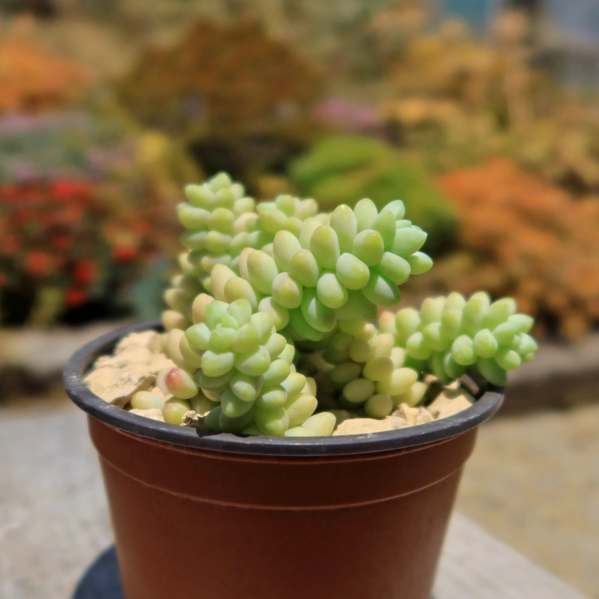 Burro��s Tail Succulent - Sedum morganianum ��Burrito��