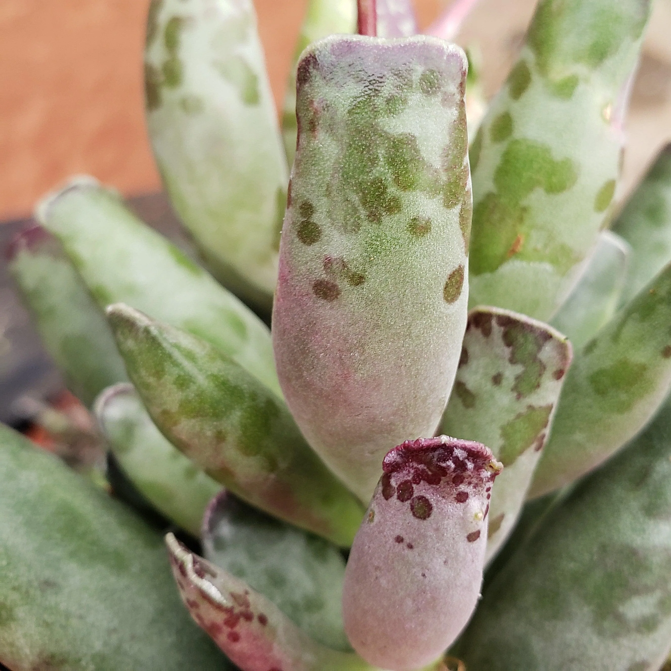 Adromischus festivus