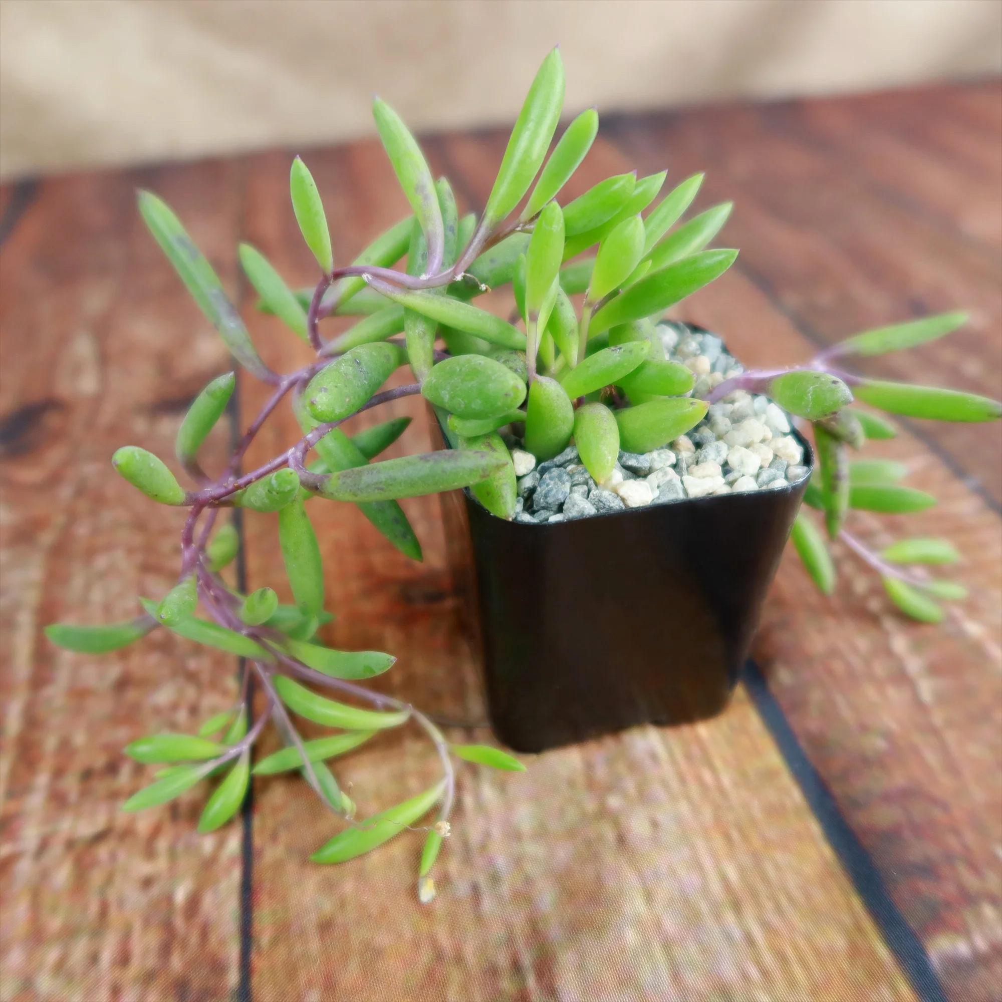 Ruby Necklace Plant 'Othonna capensis'