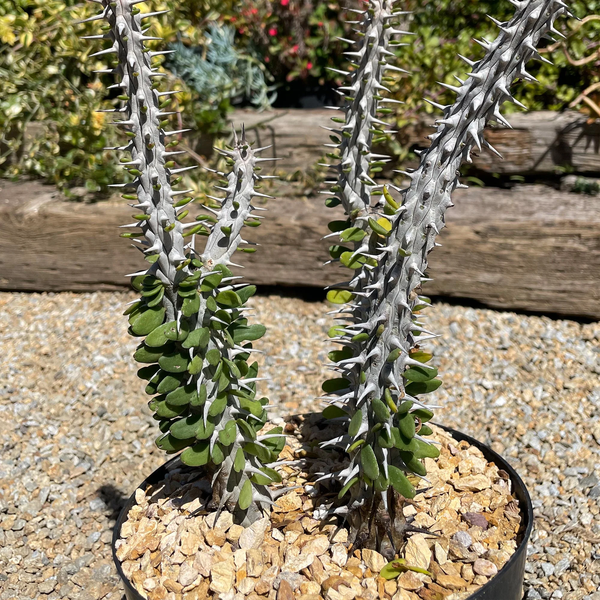 Madagascar ocotillo 'Alluaudia procera'