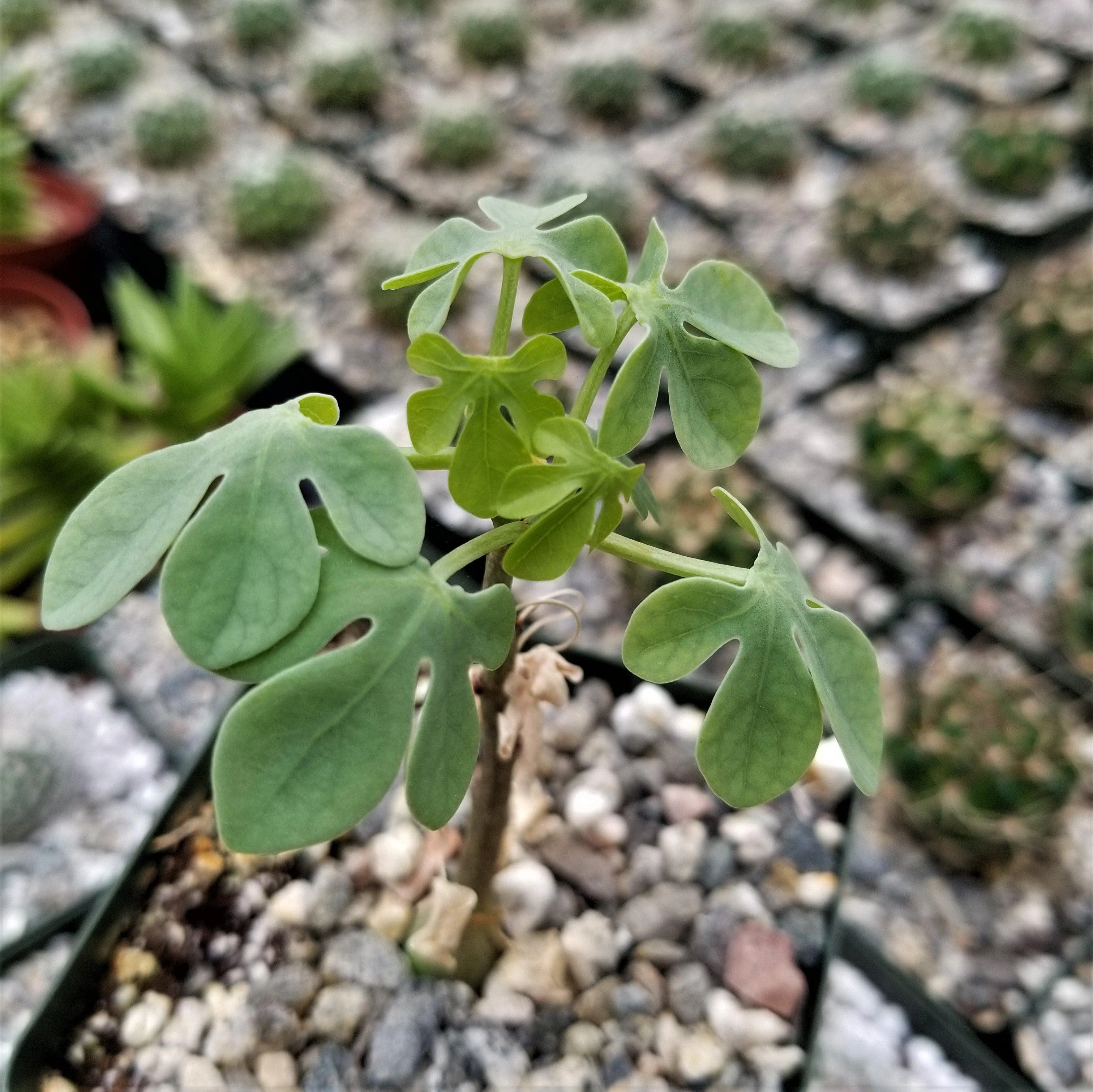 Adenia glauca