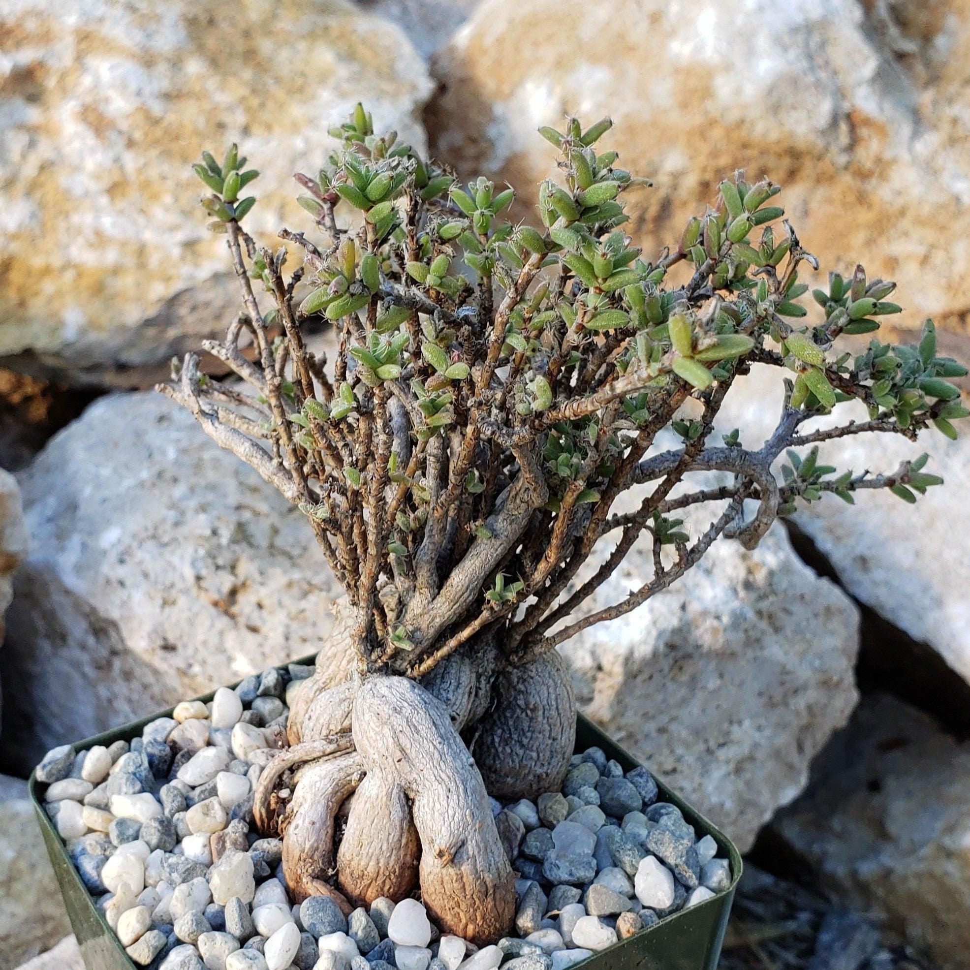 Trichodiadema bulbosom