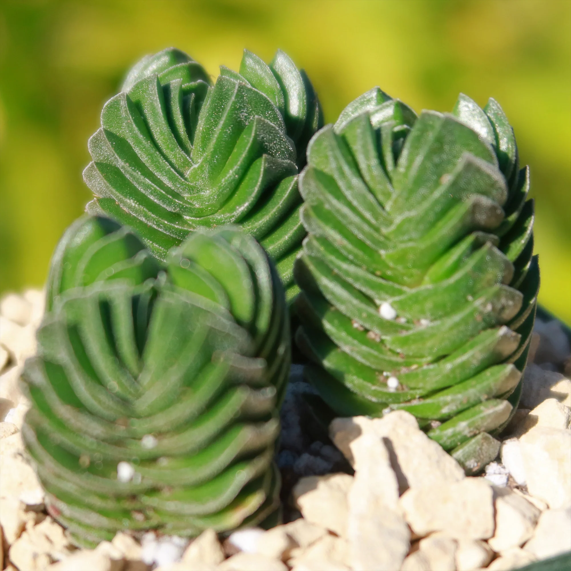 Crassula Buddha's Temple