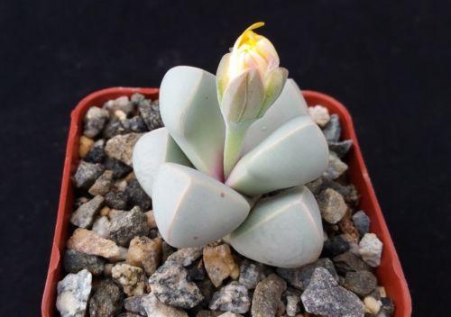 Lapidaria margarethae