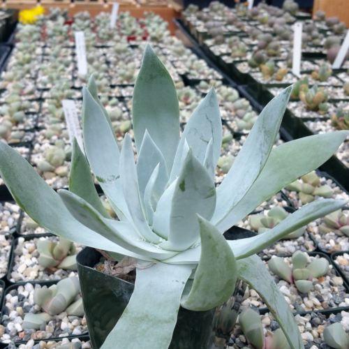 Giant Chalk Dudleya ��Dudleya brittonii��