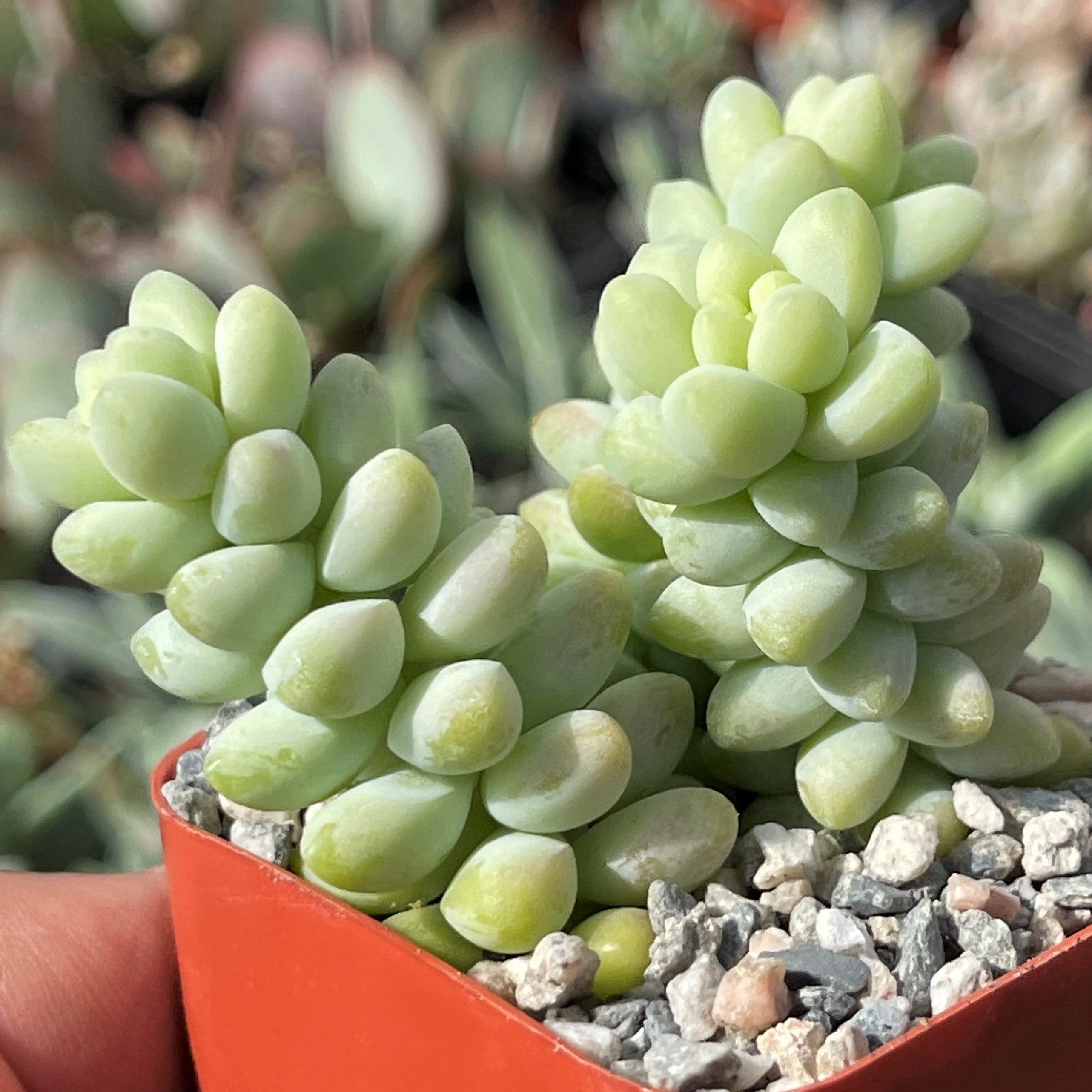Burro��s Tail Succulent - Sedum morganianum ��Burrito��