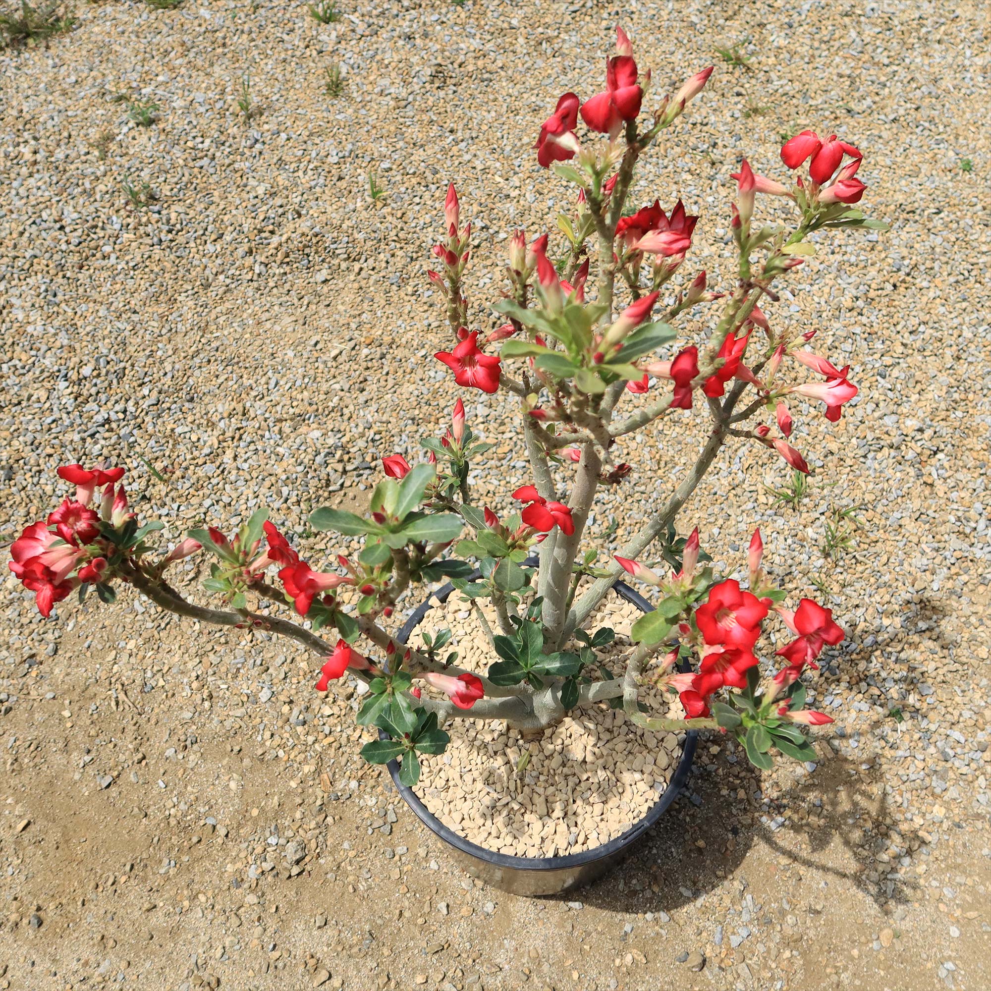 Desert Rose 'Adenium obesum'