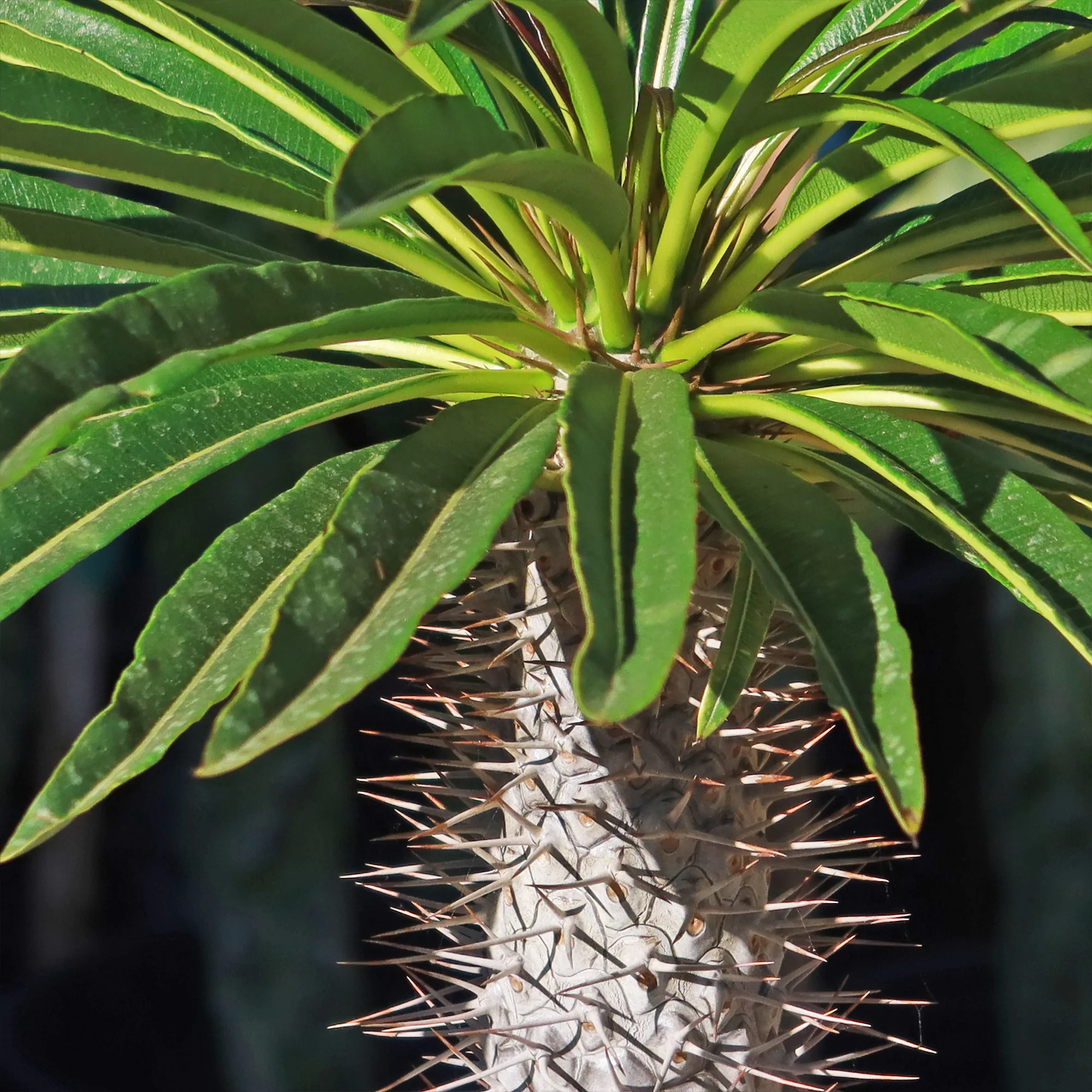 Madagascar Palm Plant - Pachypodium lamerei