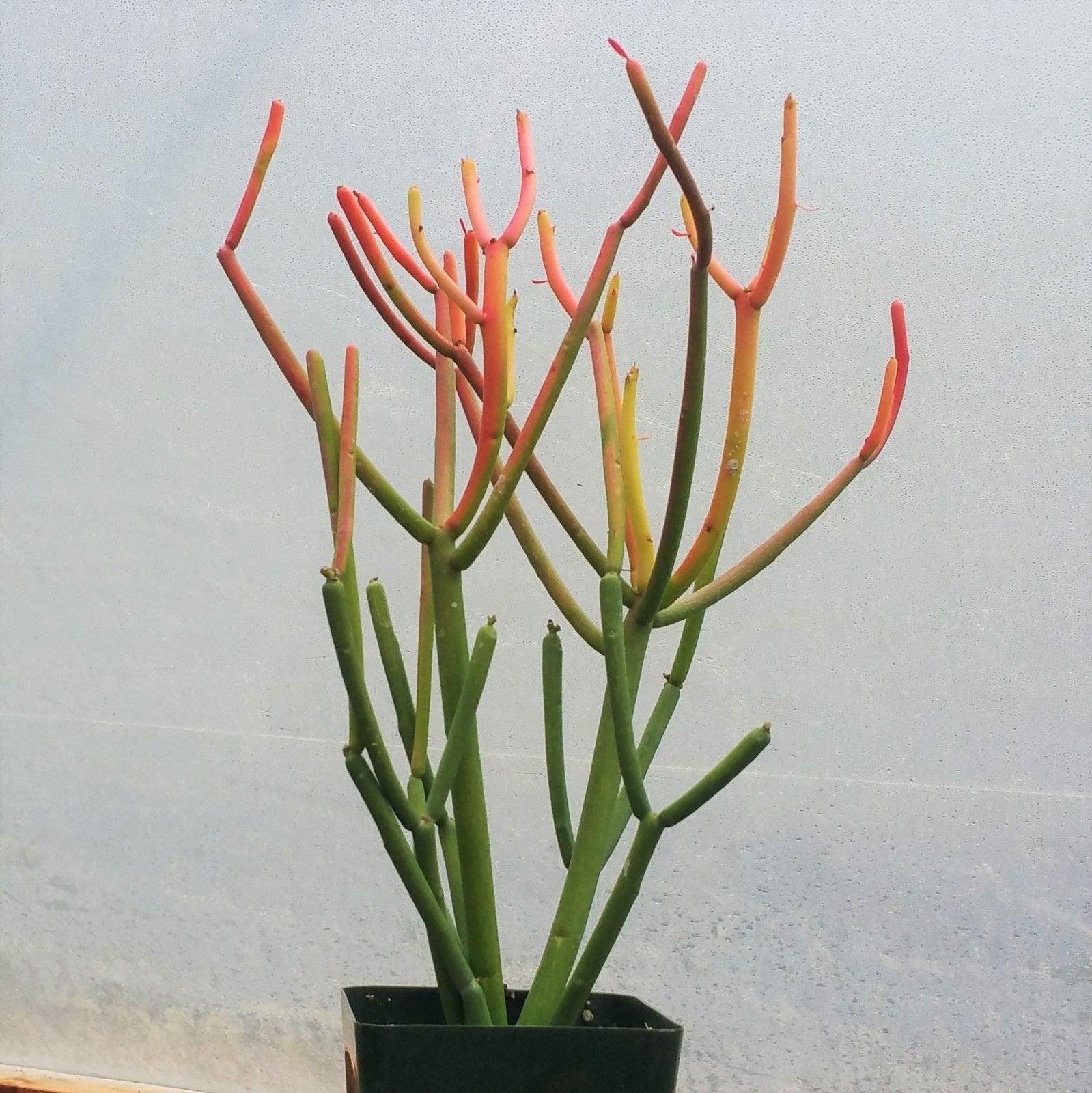 Pencil Cactus - Euphorbia tirucalli 'Firesticks'