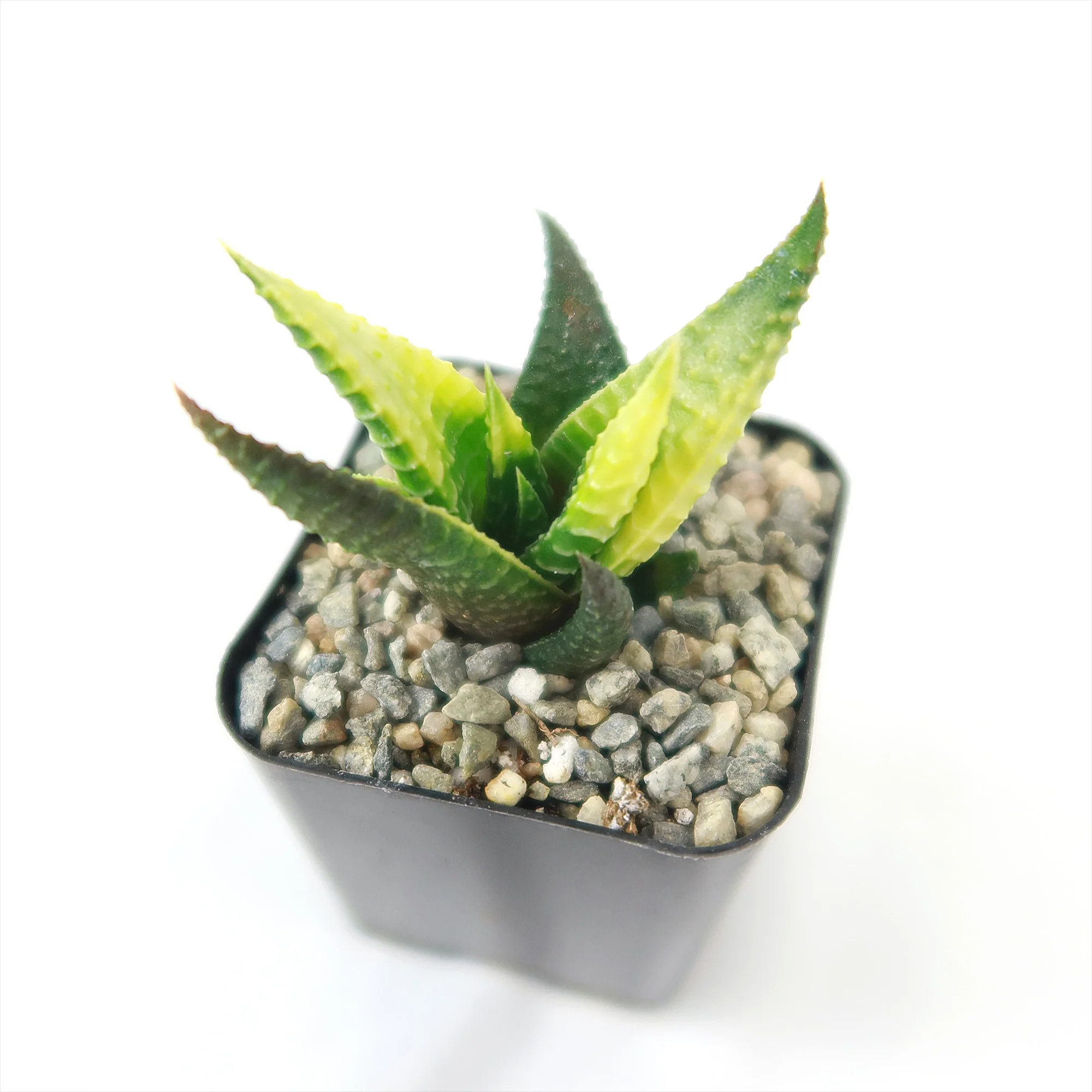 Haworthia limifolia variegata