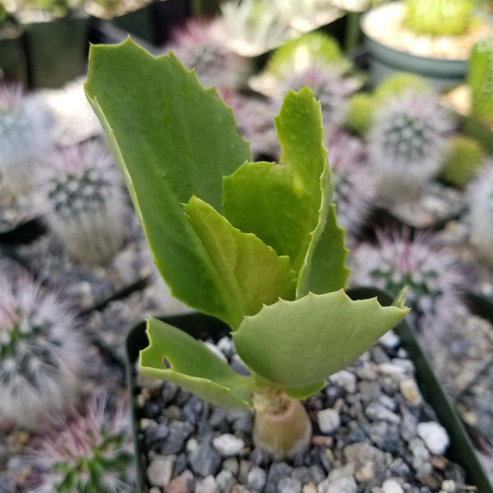 Cyphostemma cirrhosum