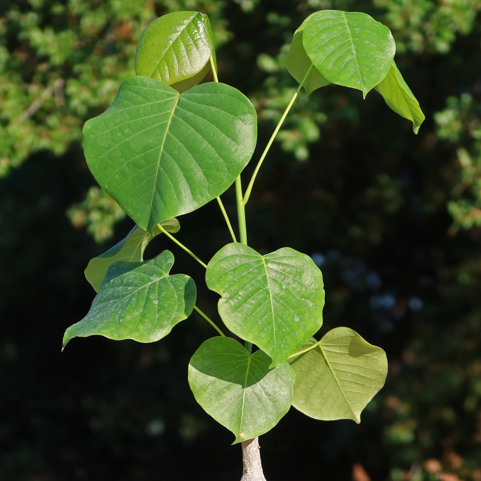 Shaving Brush Tree - Pseudobombax ellipticum