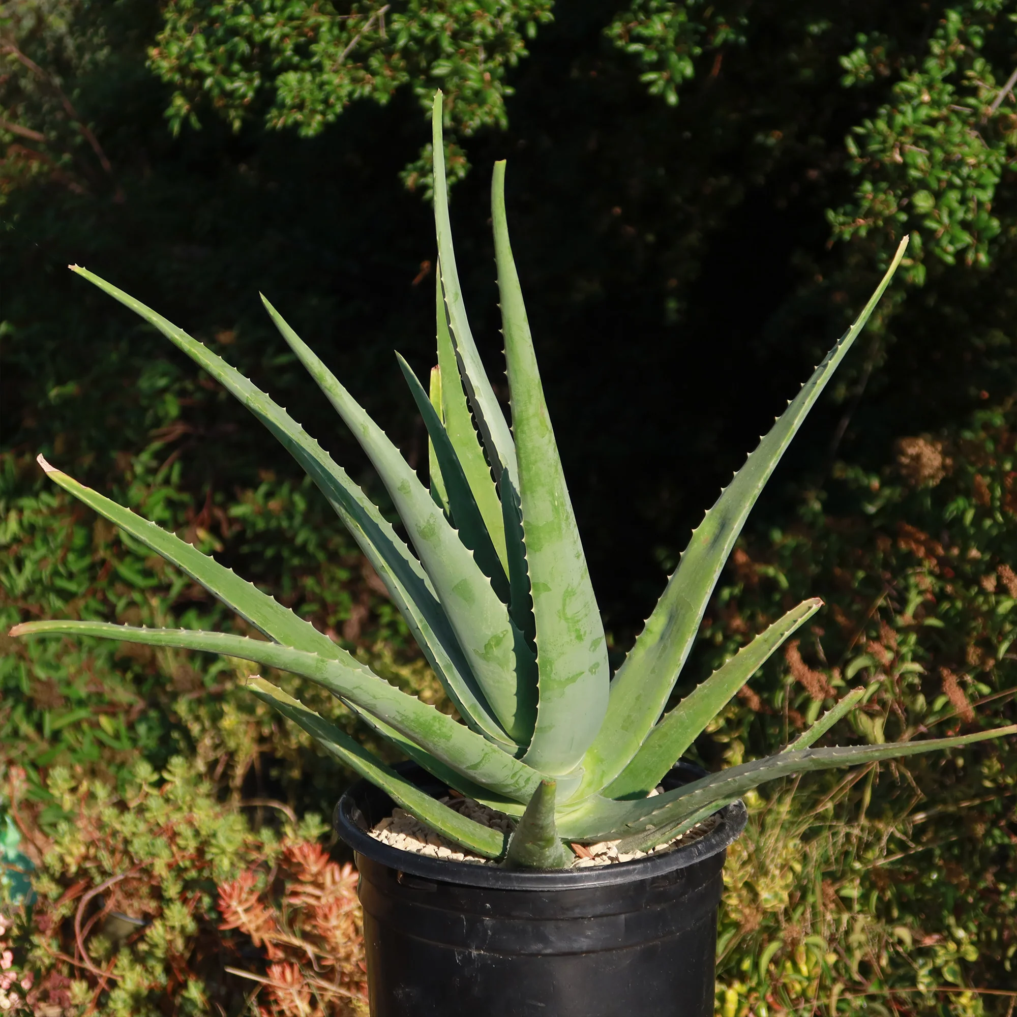 Aloe Vera - Aloe?barbadensis 'miller'